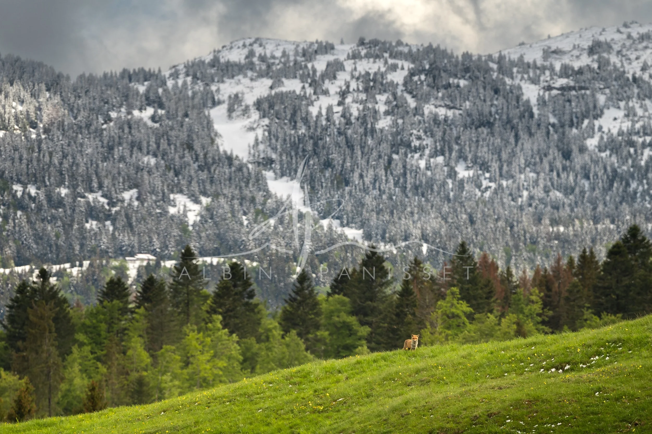 Déambulation du renard