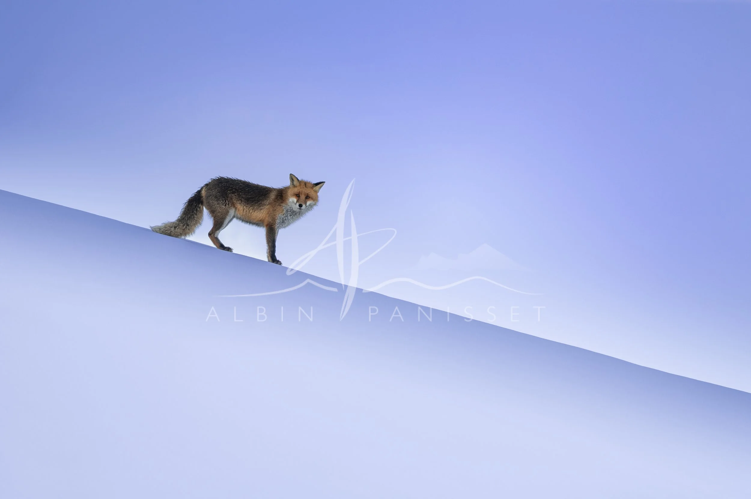 Renard sur le Vallon