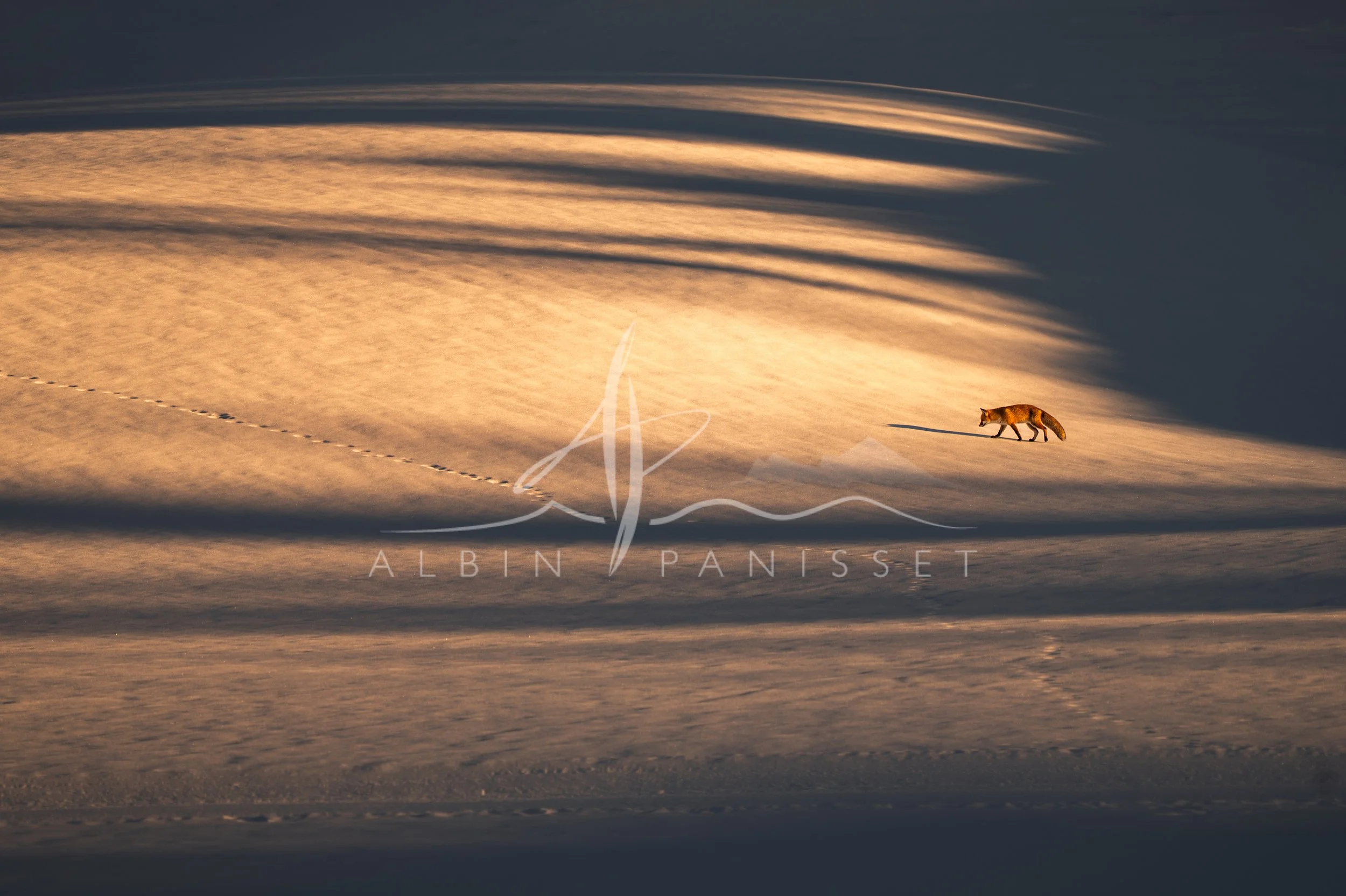 Renard au soleil