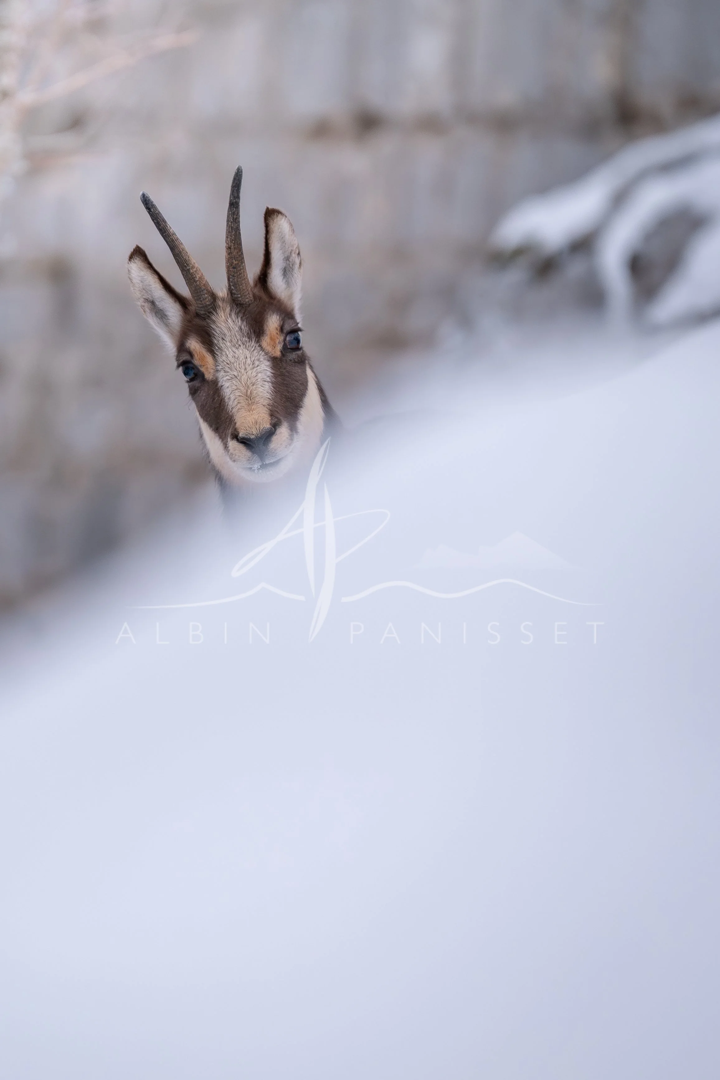 Chamois de face
