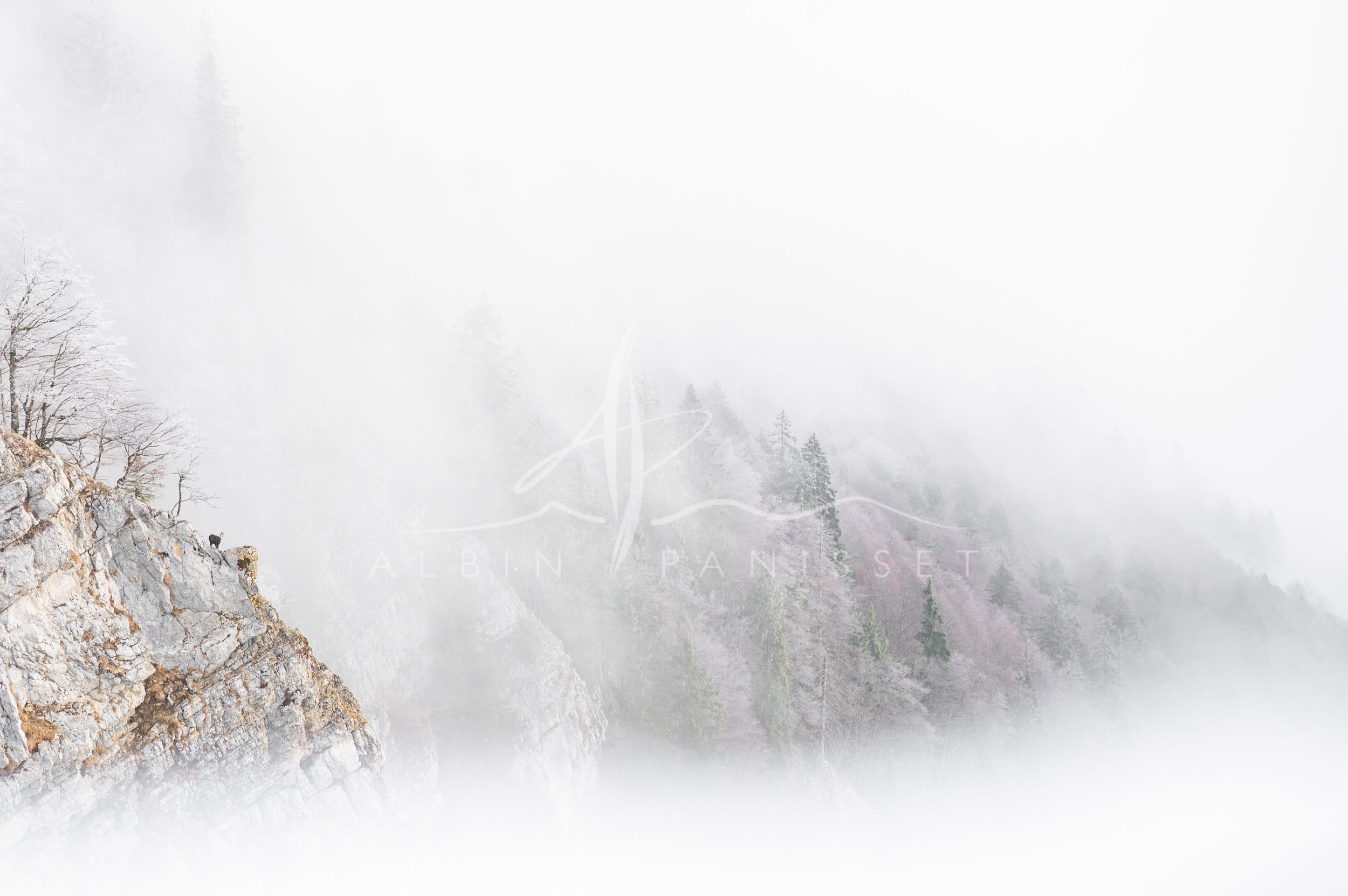 Chamois sur la crête