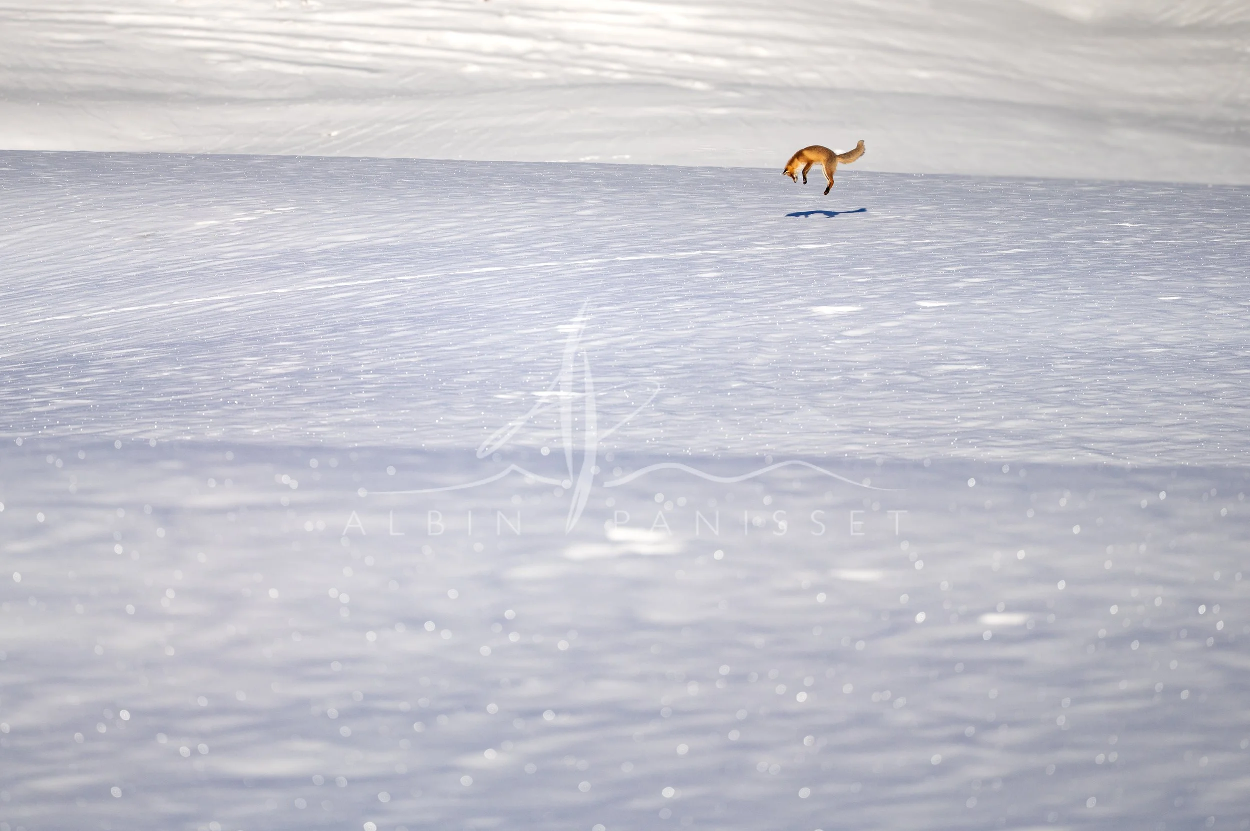 Renard en saut dans les vallons
