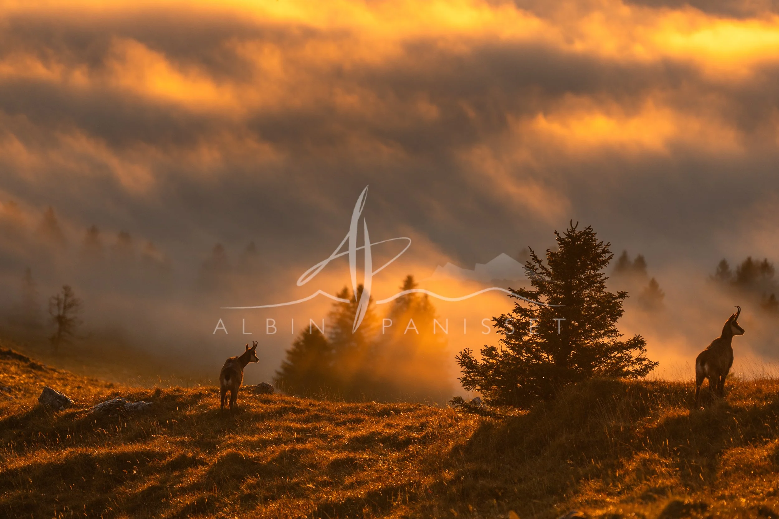 Chamois et lumière