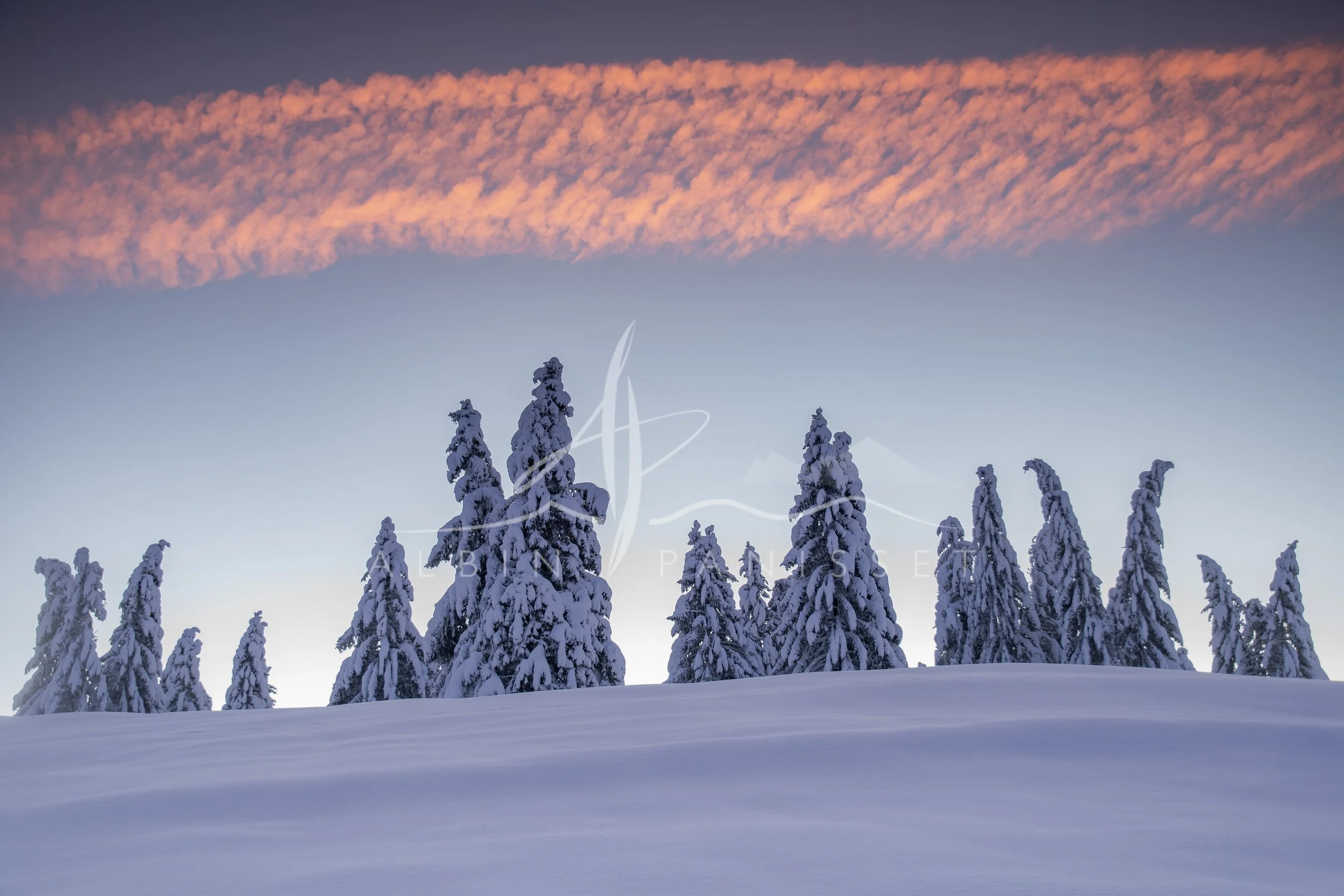 Ligne rose hivernale