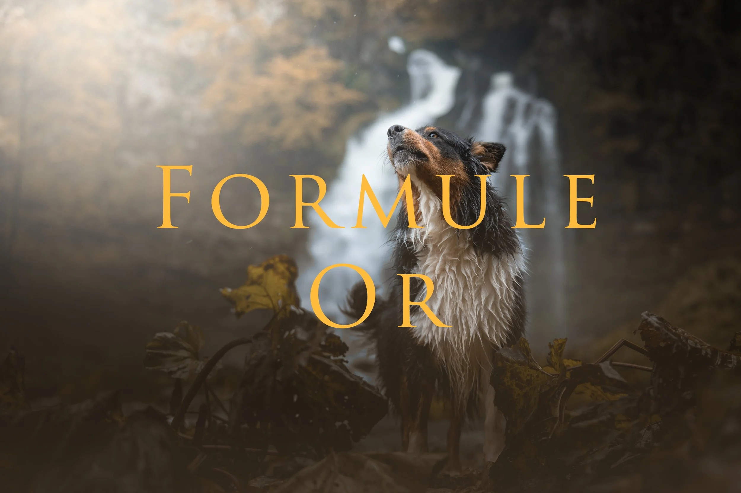 Shooting canin - Formule Or