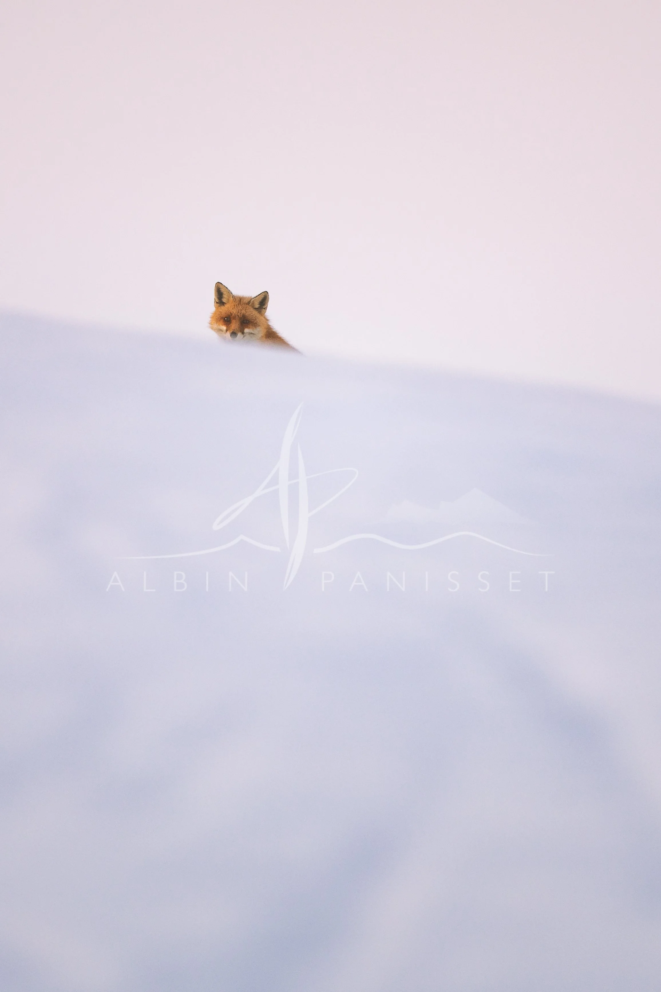Face au renard II