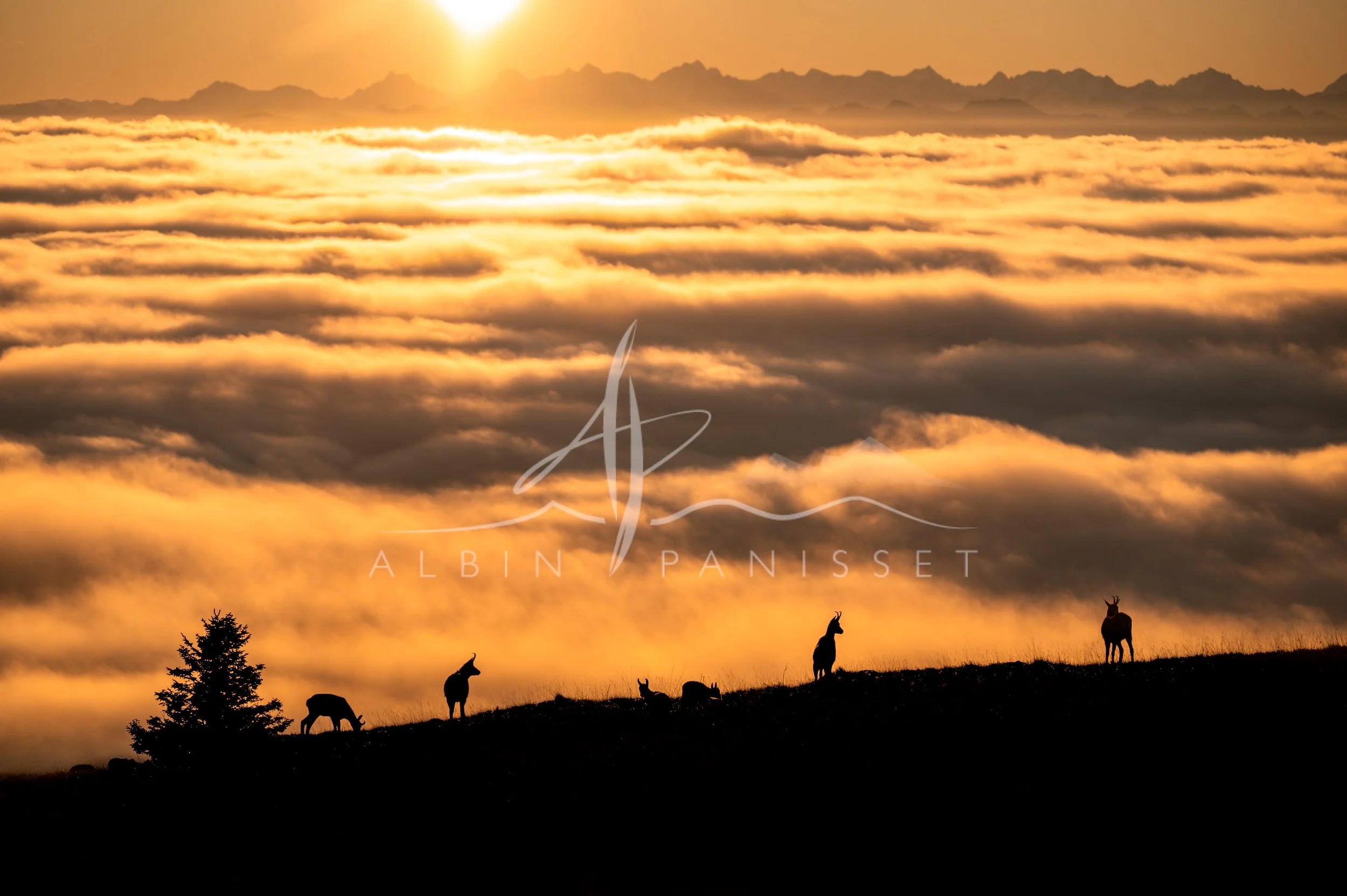 Chamois silhouettes