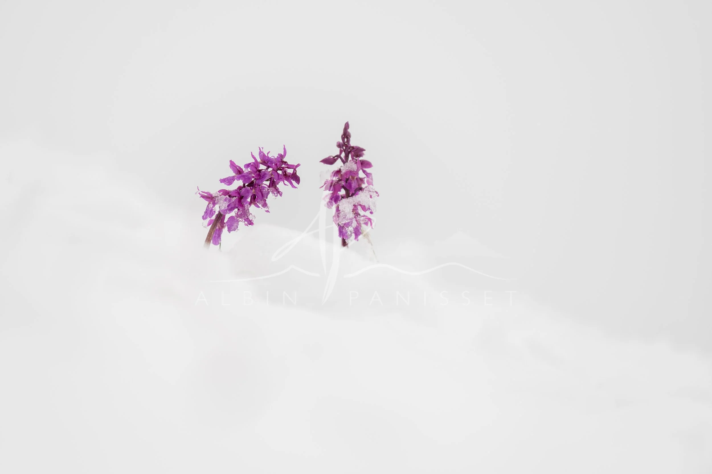 Printemps et prolongation d'hiver