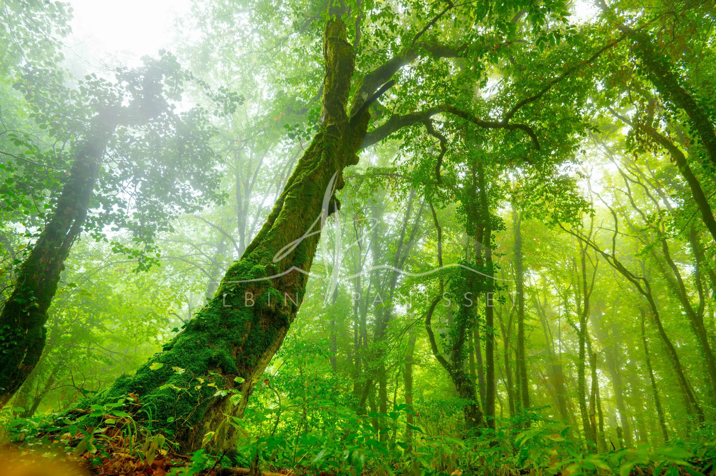 Magic forest III