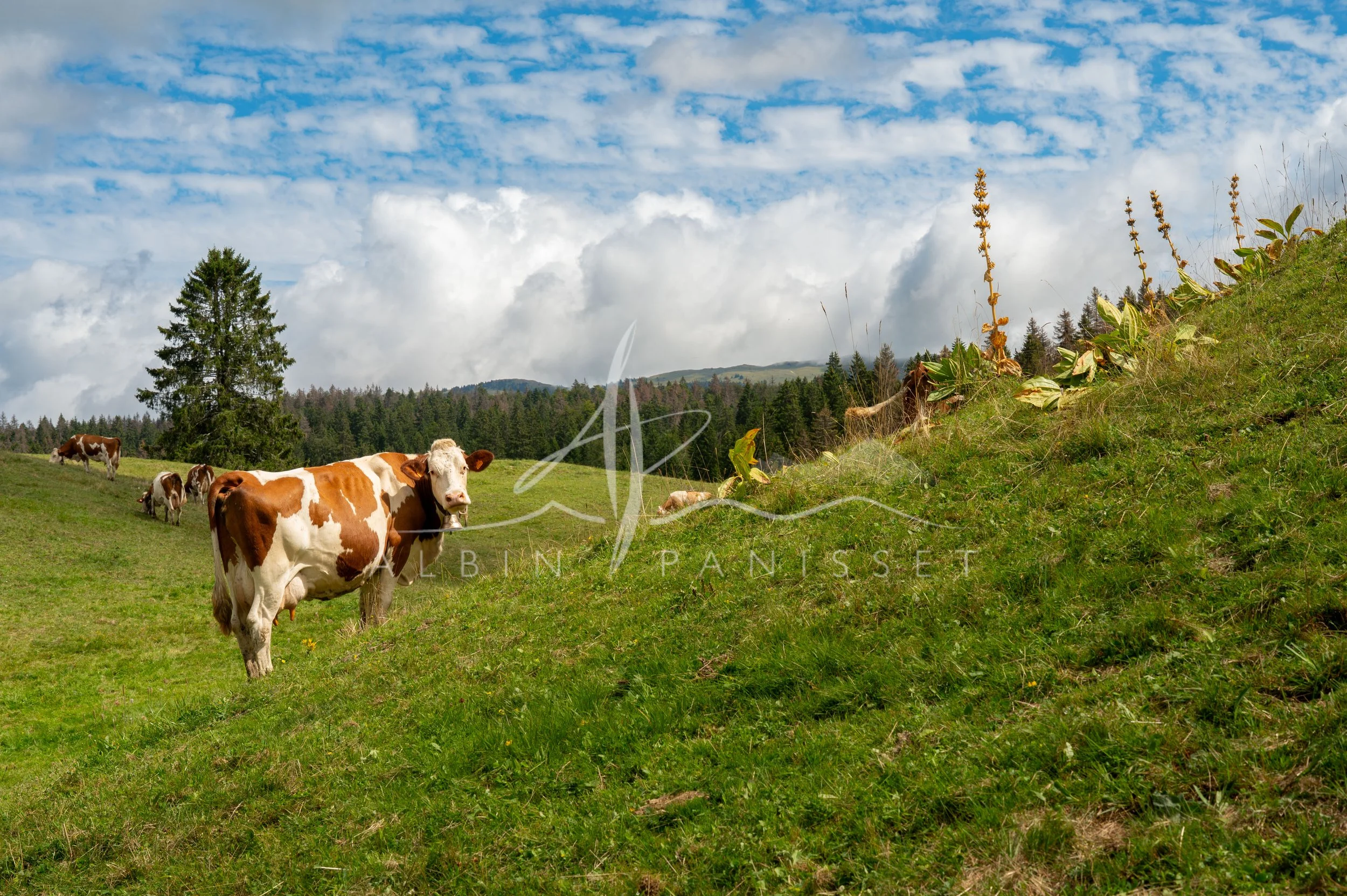 Printemps dans le Haut-Jura II