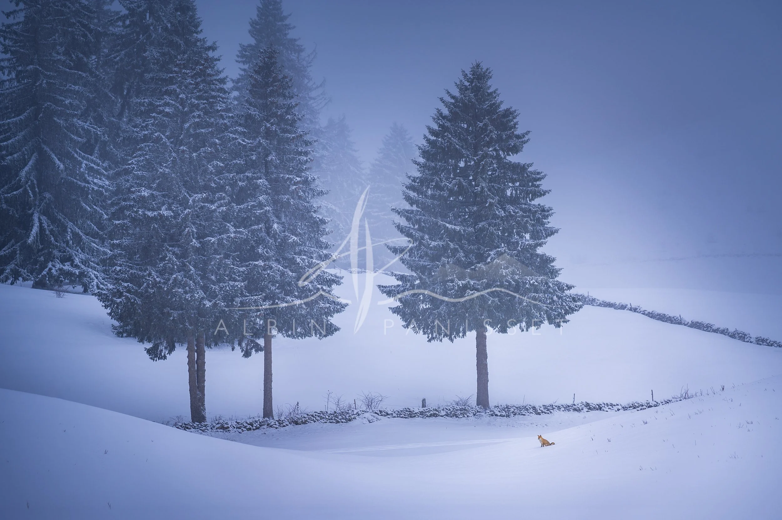 Renard et sapins