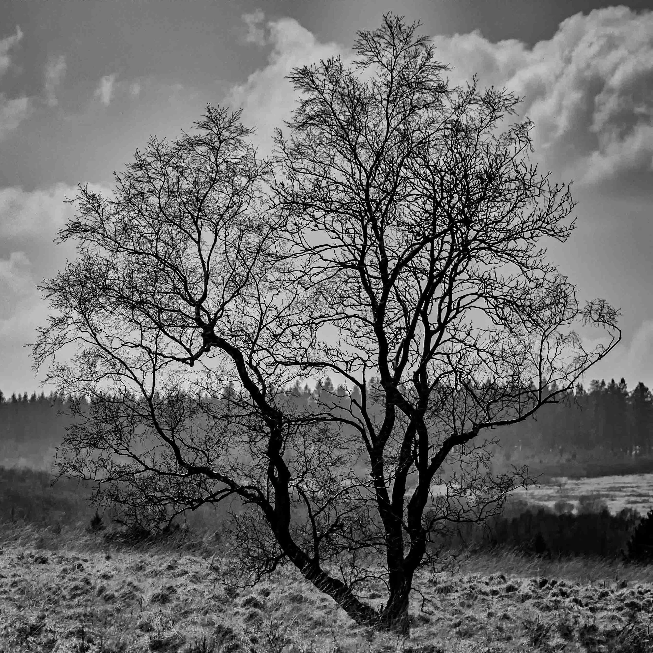 Black and white photo of a leafless tree in a field with a cloudy sky in the background.