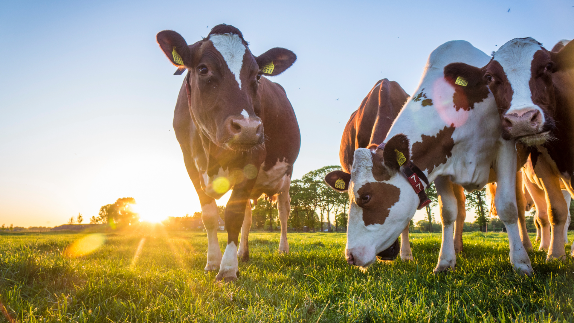 From feed to fork - how Agrium Capital's integrated platform model works in practice