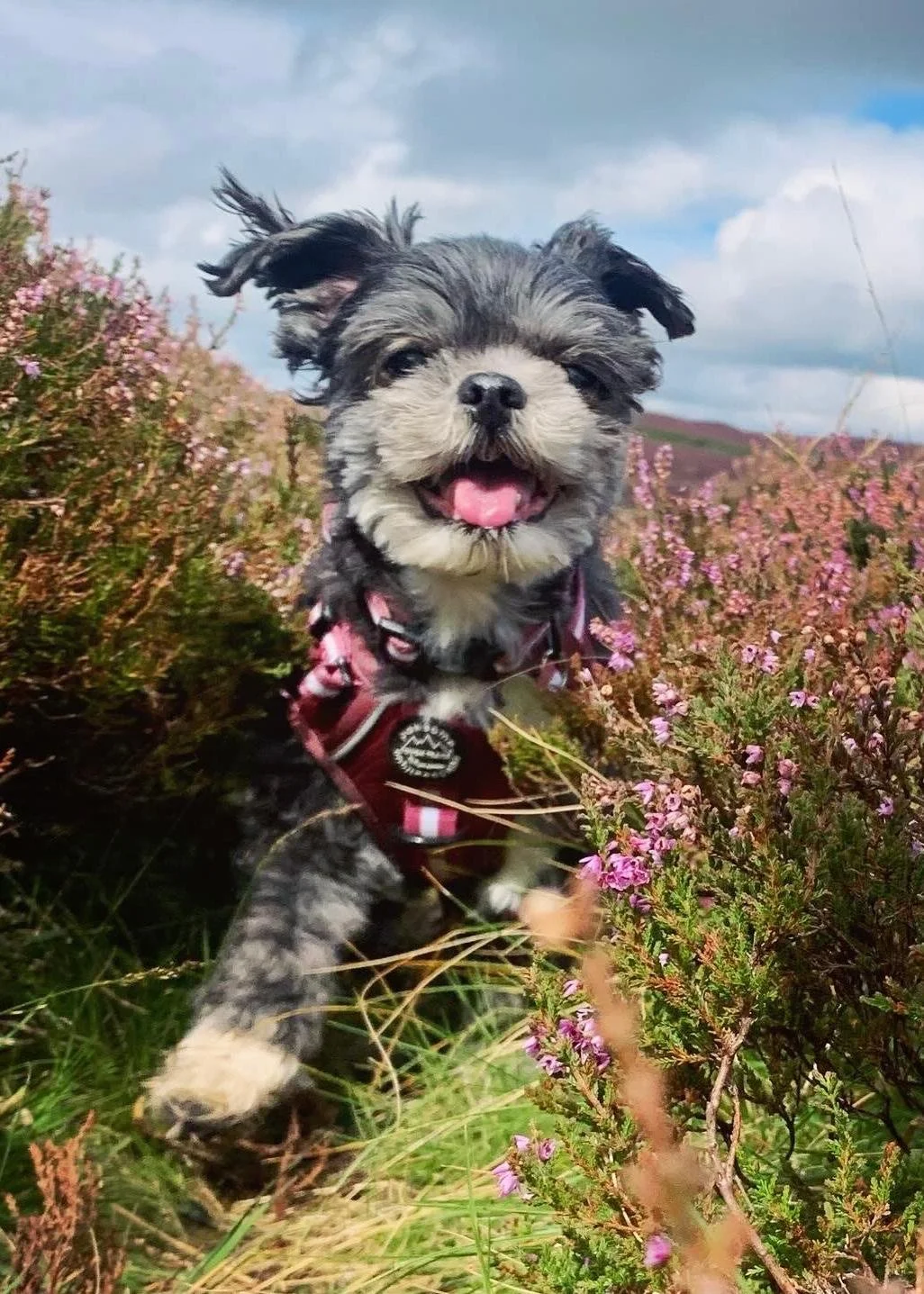 Jumping in a field.jpg