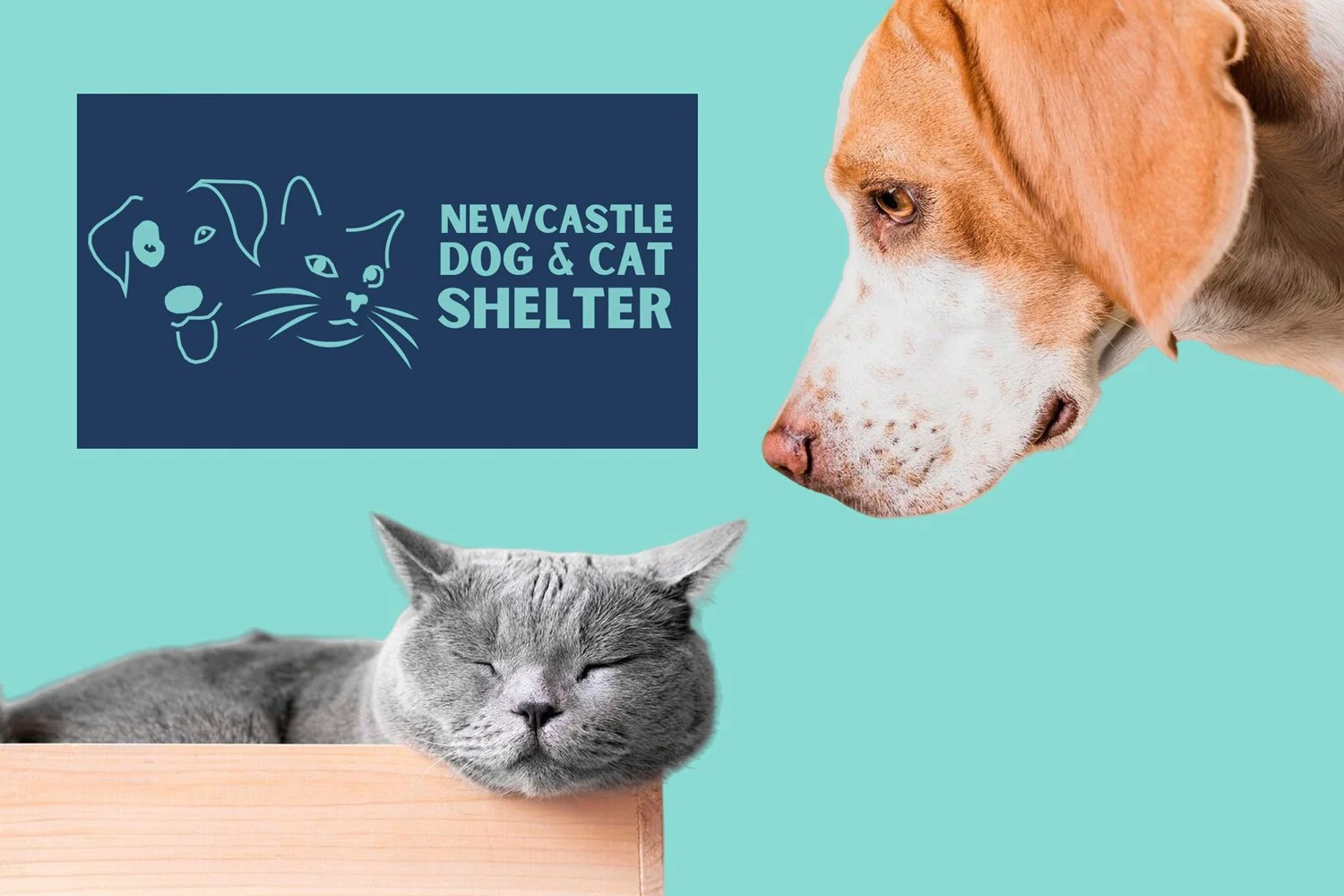 Logo for Newcastle Dog and Cat Shelter featuring a line drawing of a dog, a cat, and a bird. Two animals, a grey cat and an orange-brown dog, are in the foreground against a teal background.