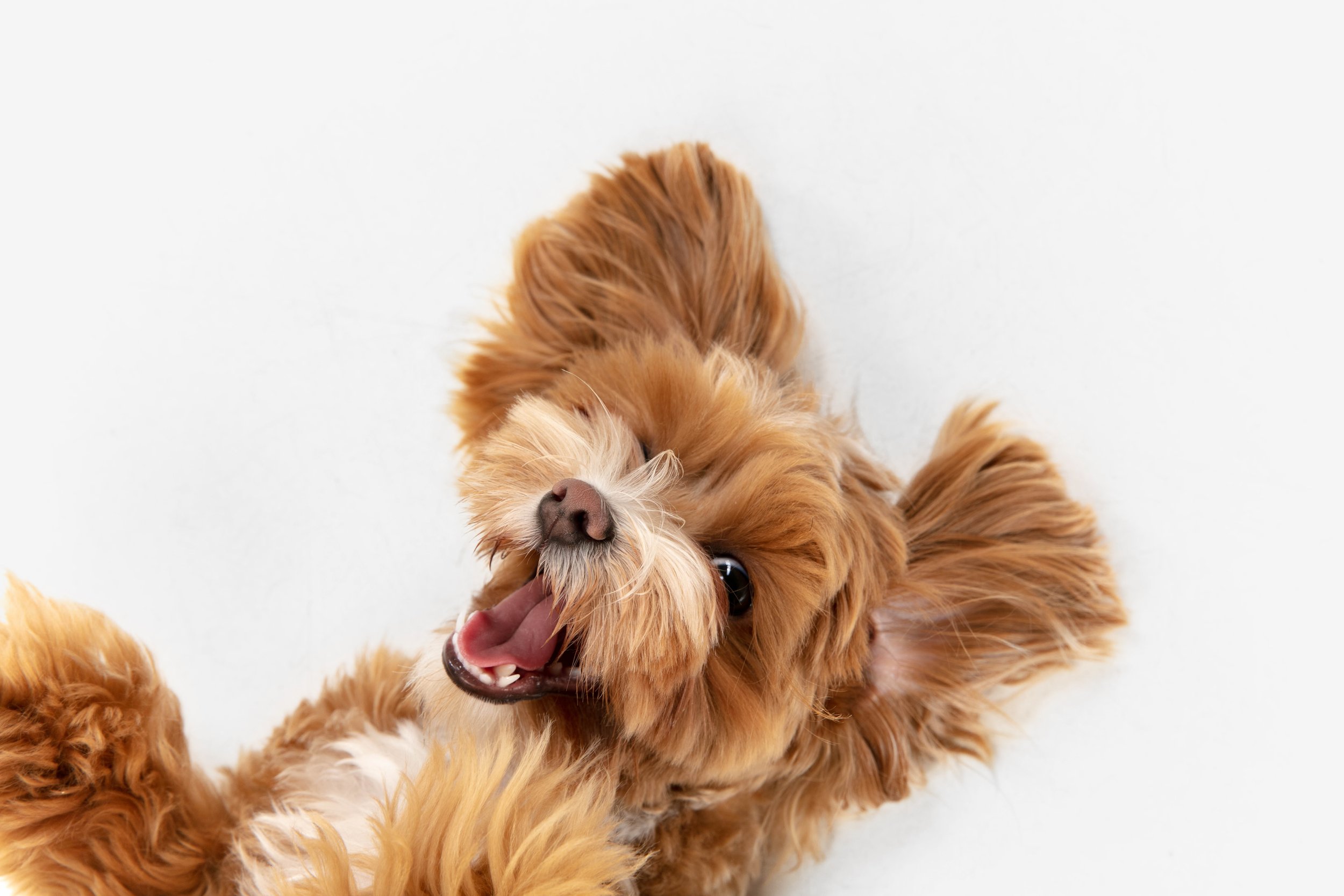 Cute, fluffy brown dog with long ears and a happy expression, lying on a white surface.