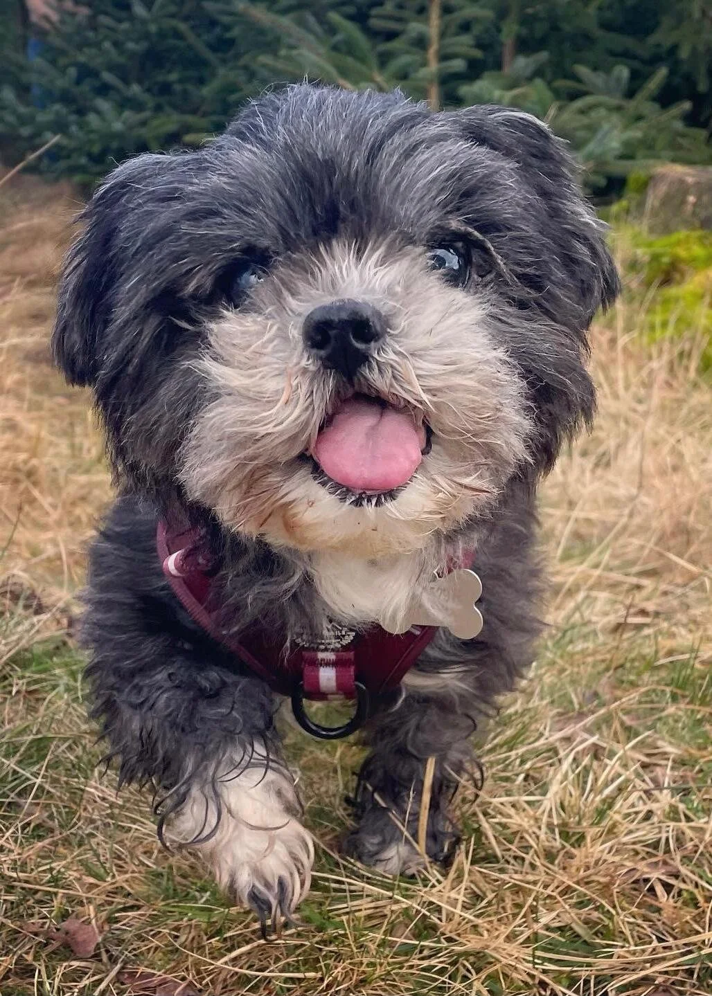 Cute black, gray, and white puppy with fluffy fur, tongue out, wearing a harness, outdoors on grass with greenery in the background.
