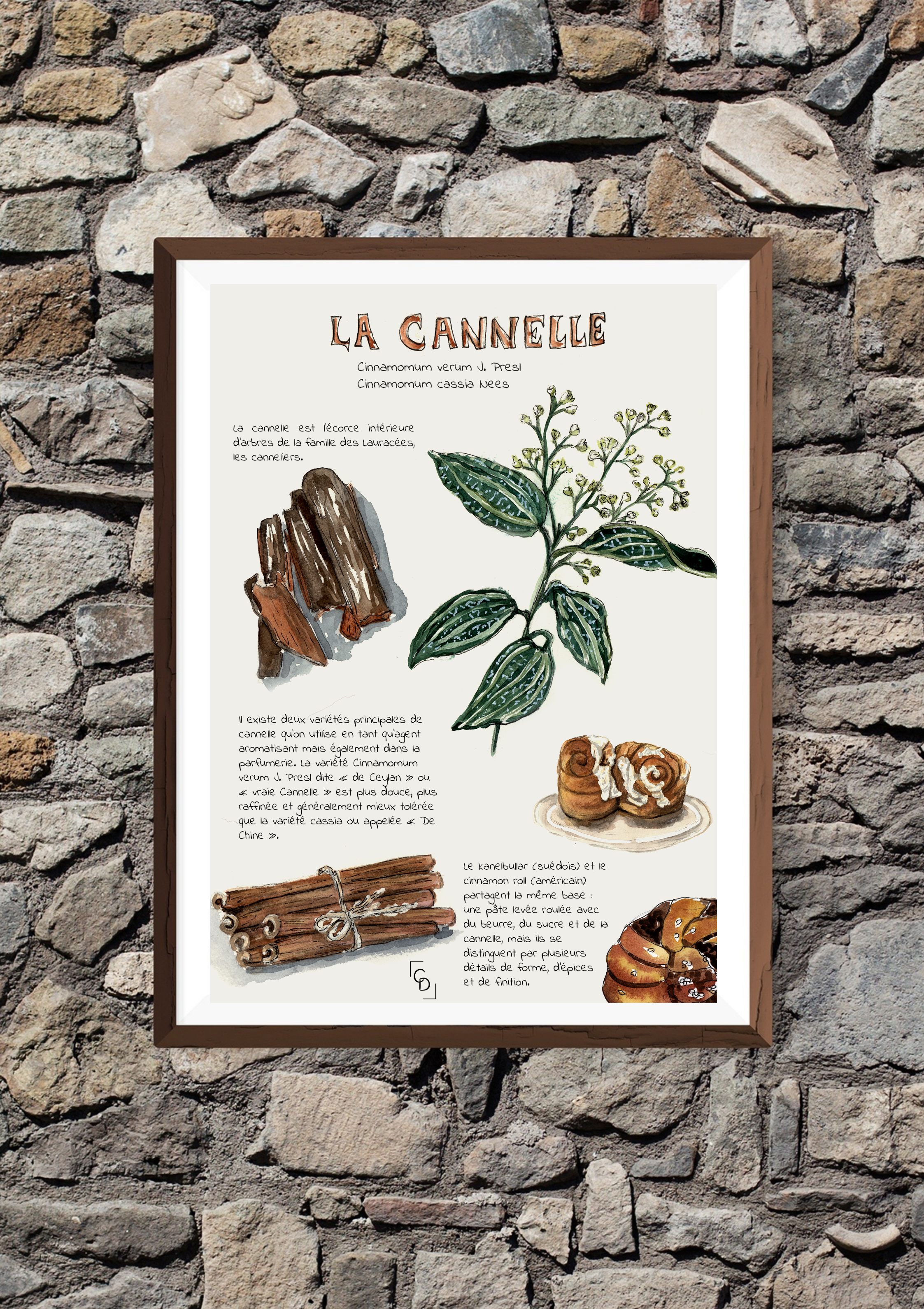 Planche botanique Cannelle - A3 ou A4