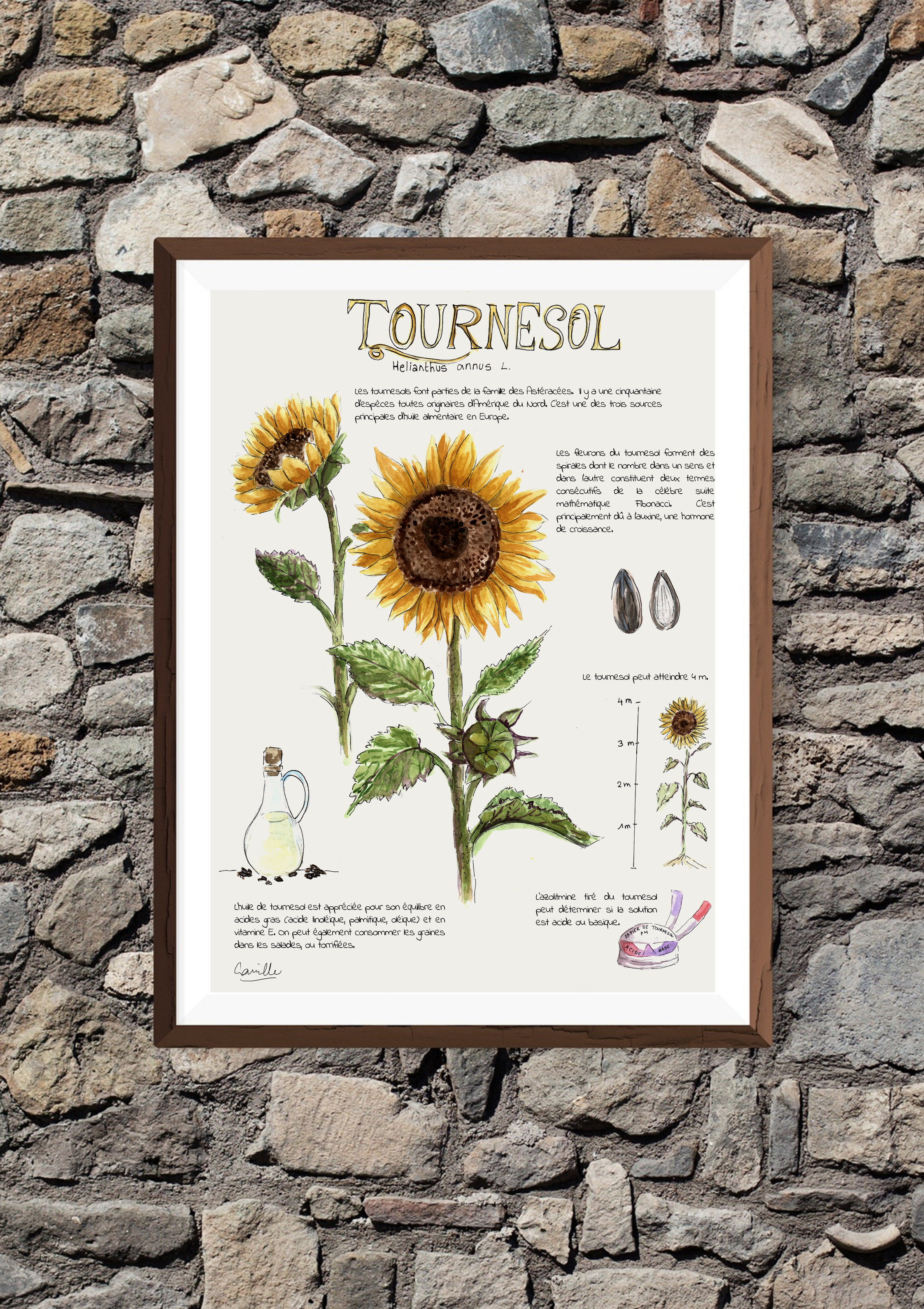 Planche botanique – Tournesol