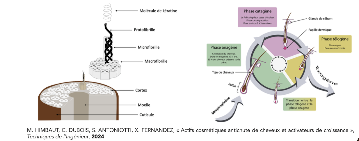 Diagramme illustrant la structure du cheveu, de la racine à la kératine, et le cycle de croissance capillaire avec ses différentes phases : anagène, catagène, télogène, ainsi que la transition entre ces phases.