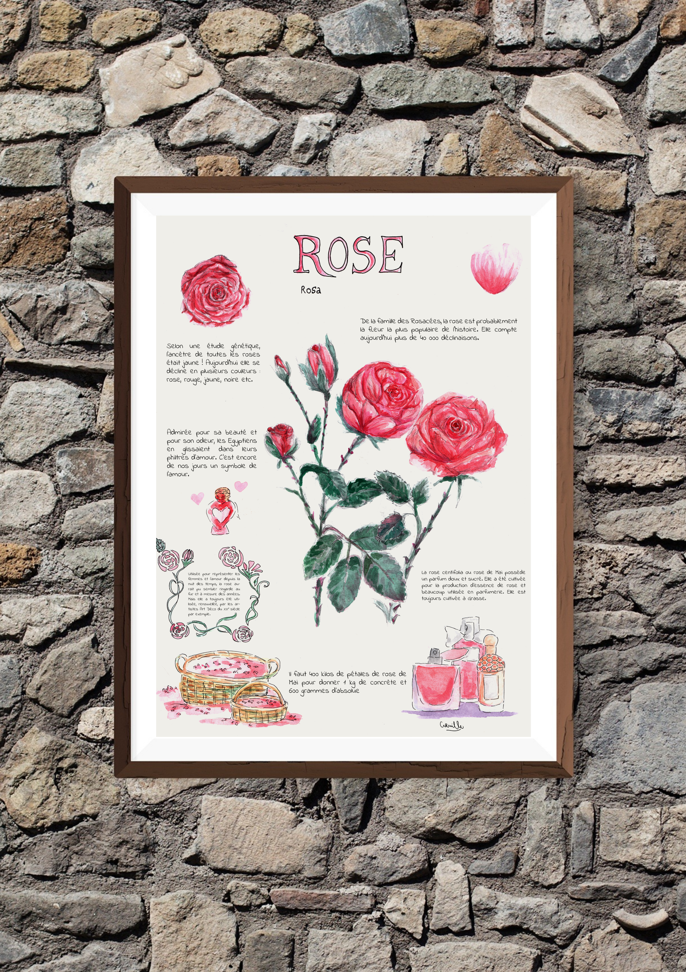 Planche botanique – Rose