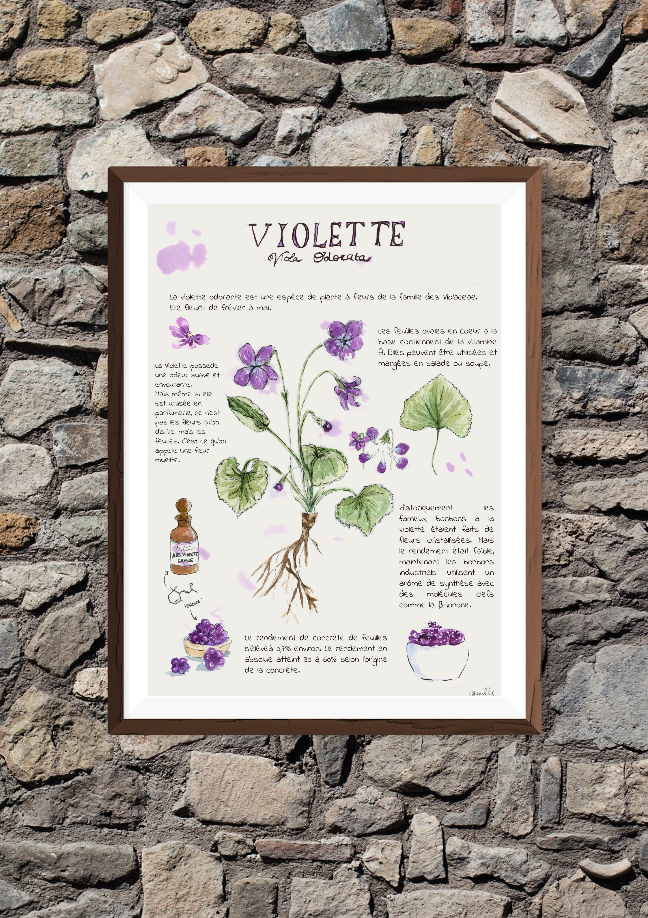 Planche botanique – Violette
