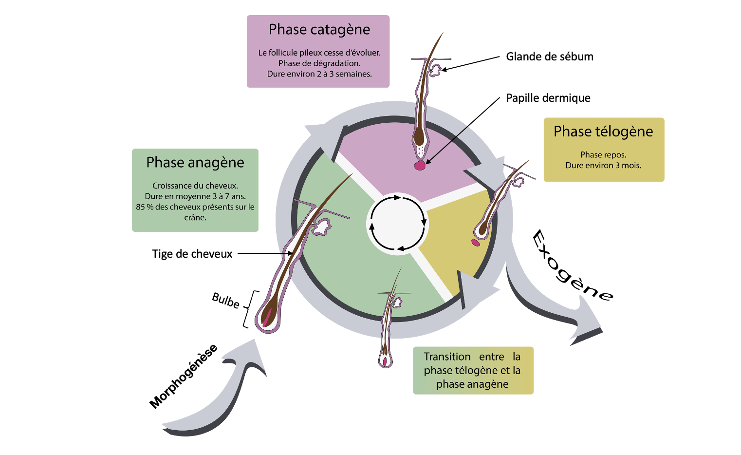 Illustrations  et schémas scientifiques