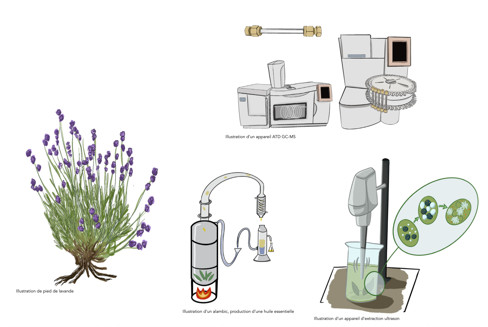 Illustration d'un pied de lavande, un appareil ATD GC-MS, une extraction d'huile essentielle, un alambic, production d'huile essentielle, et un appareil d'extraction par ultrasons.
