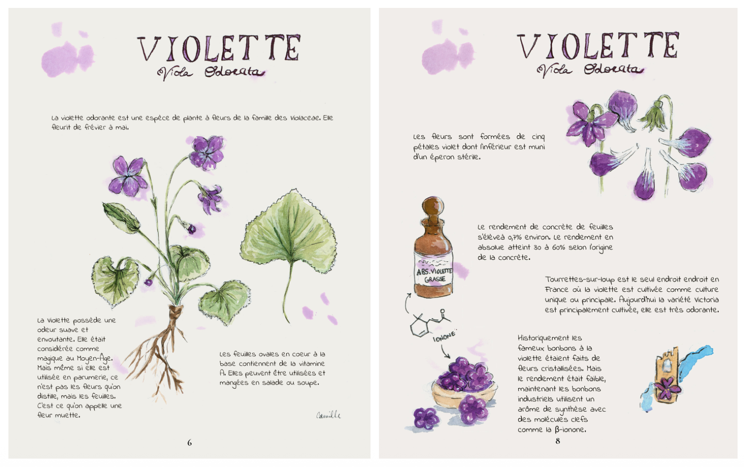Pages d'un livre illustré sur la violette, montrant des dessins de violettes, de feuilles, d'un flacon de violette en extrait, et d'un bonbon violet, avec du texte explicatif en français.