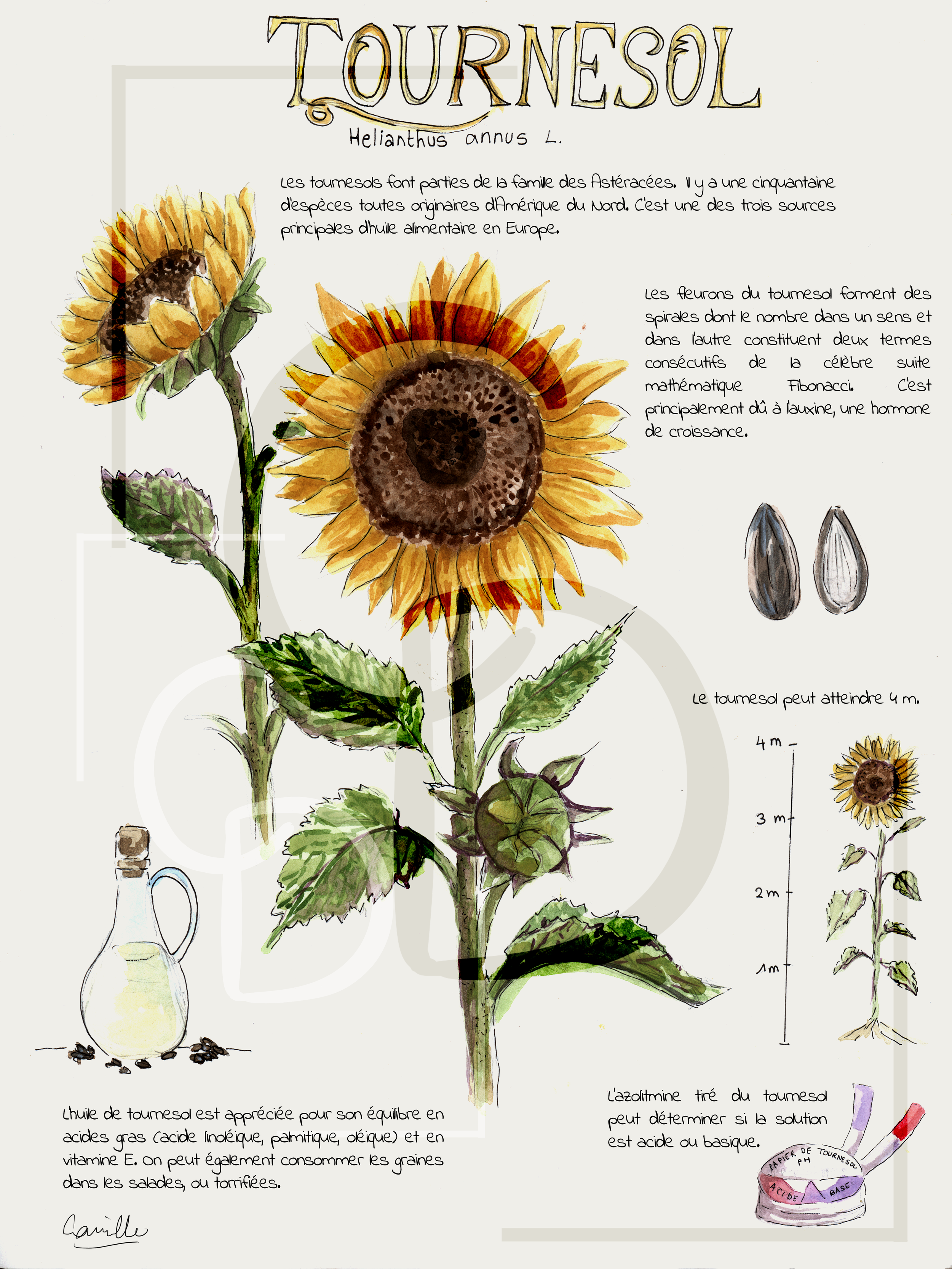 tournesolpourinsta.png