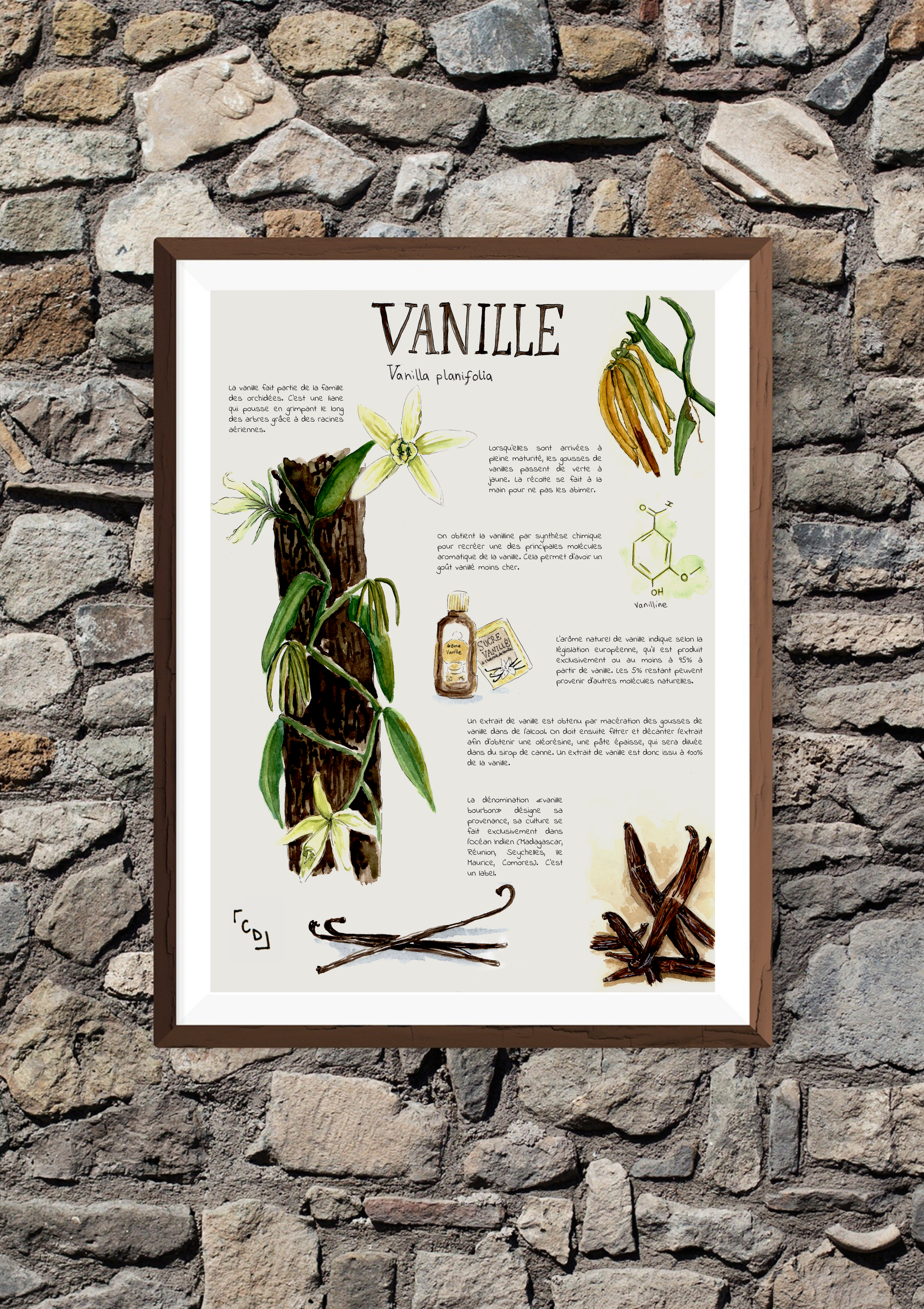 Planche botanique – Vanille