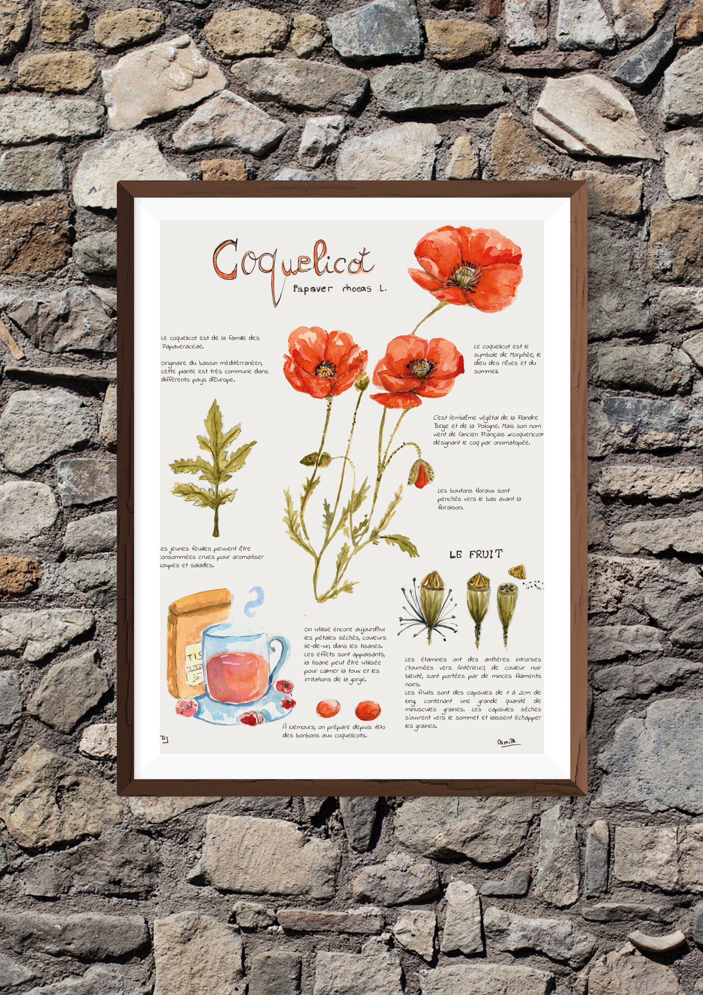 Planche botanique Coquelicot - A3 ou A4