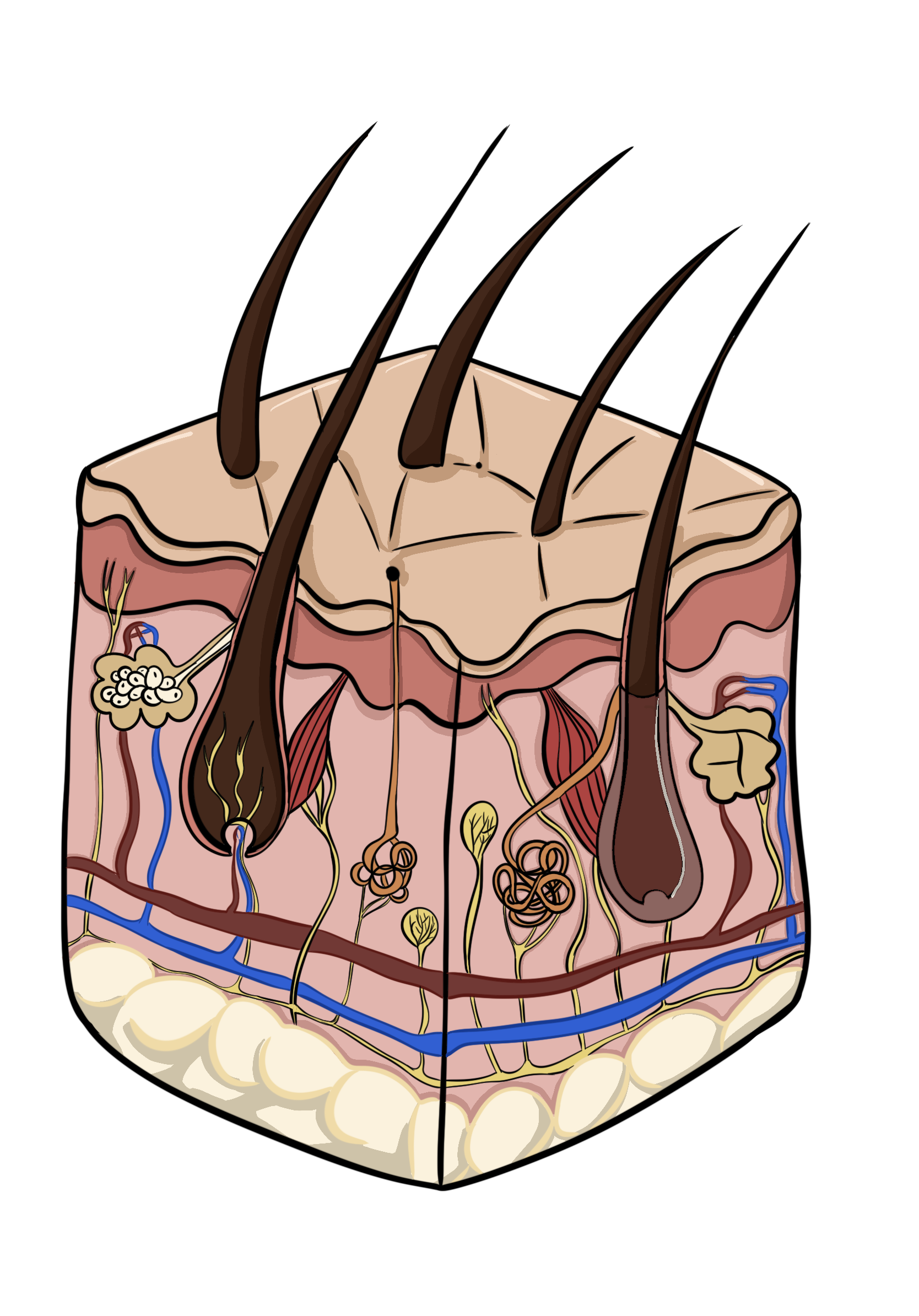 Une illustration détaillée de la structure de la peau humaine, montrant les follicules pileux, les glandes sébacées, les capillaires sanguins, les nerfs et autres composants du tissu cutané.
