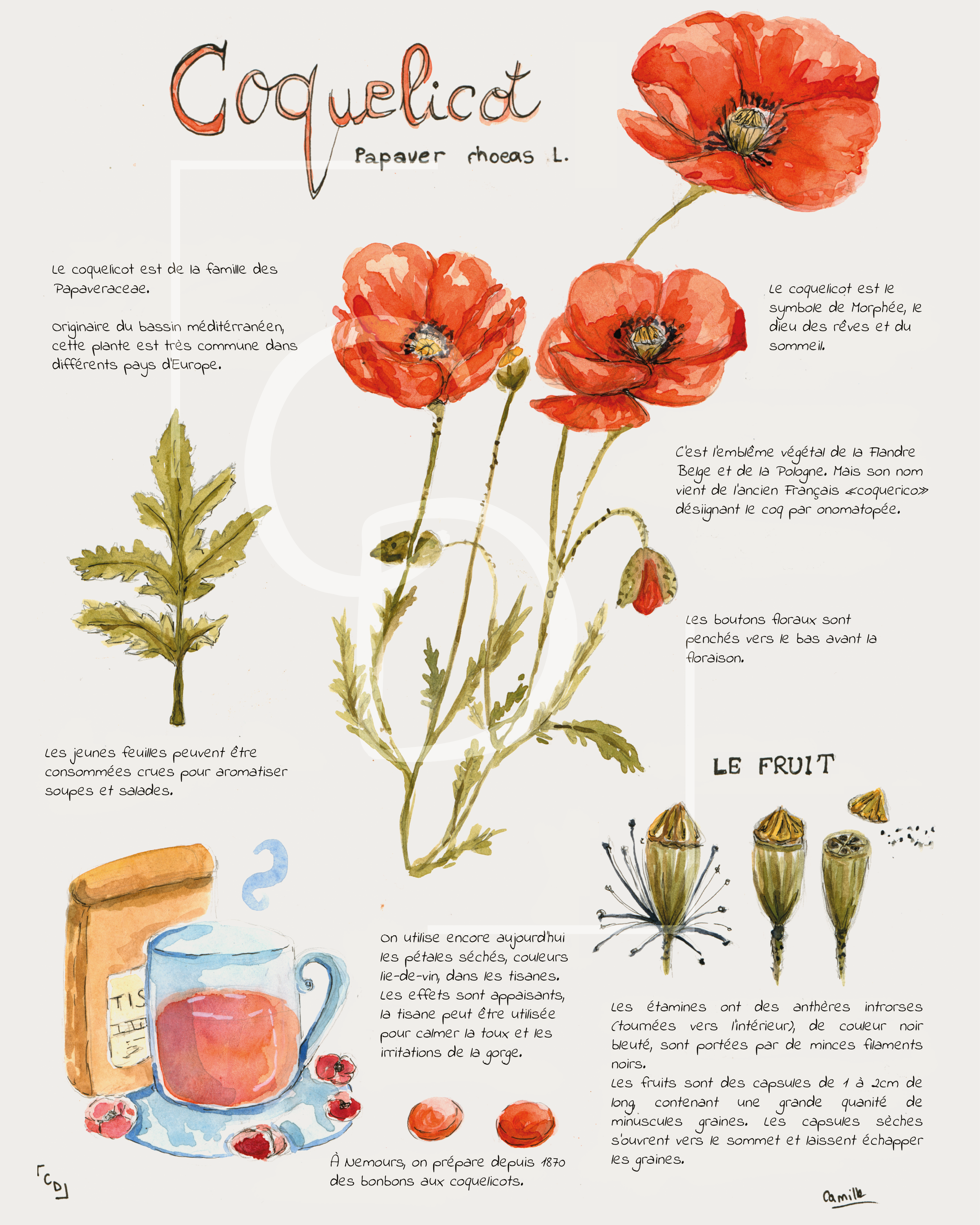 Illustration de coquelicots, fleurs rouges avec pétales délicates, accompagnée de texte descriptif sur cette plante. La scène inclut aussi un pot de thé ou infusion aux matériaux artistiques, avec un fond blanc et une signature en bas à droite.