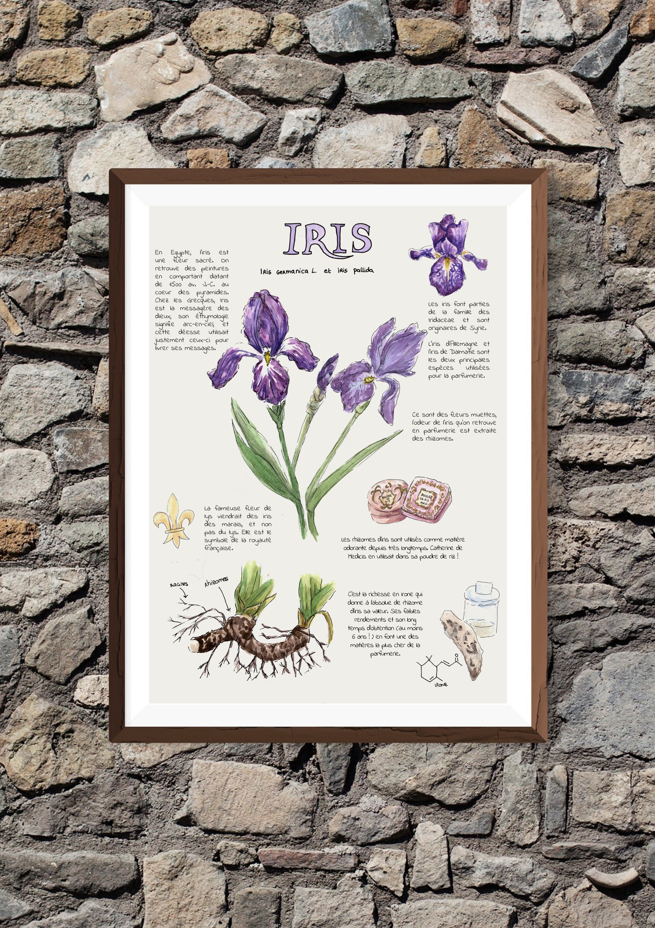 Planche botanique – Iris