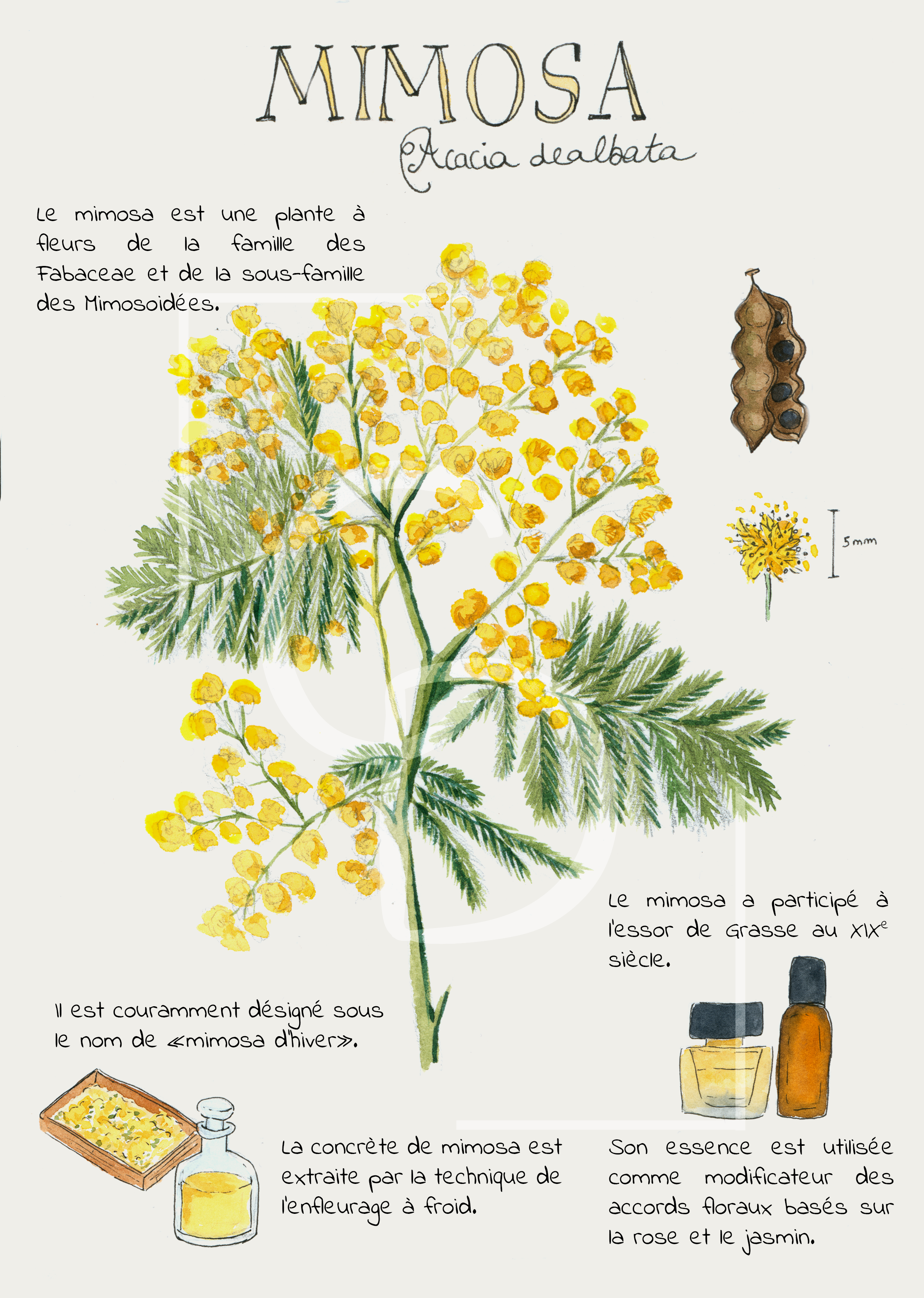 mimosapourinsta.png