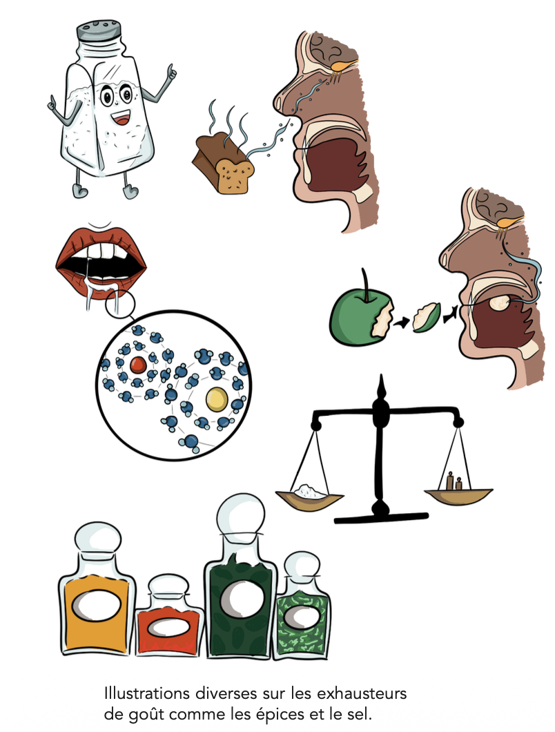 Illustrations diverses sur les exhausteurs de goût comme les épices et le sel.