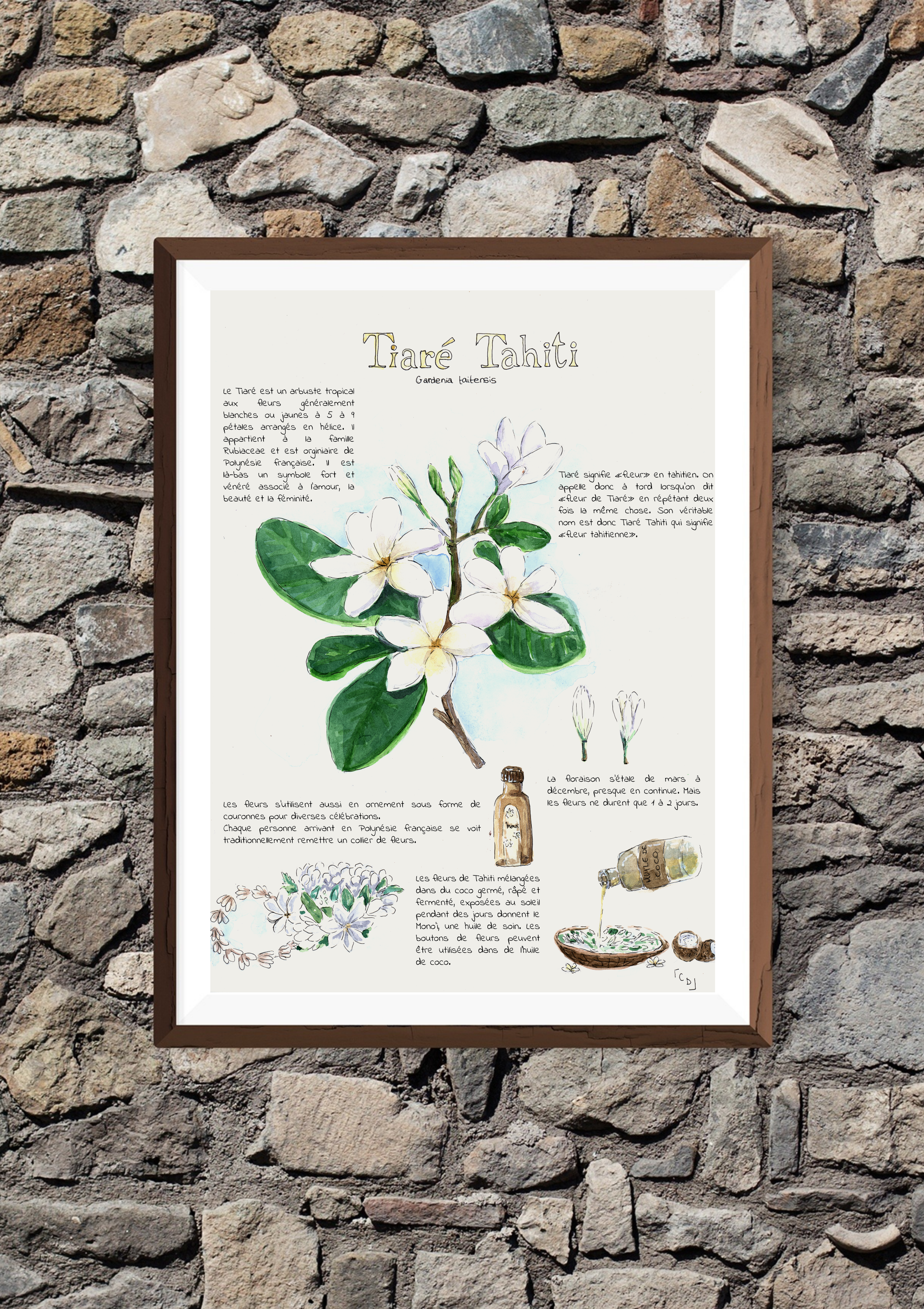 Planche botanique – Fleur de Tiaré