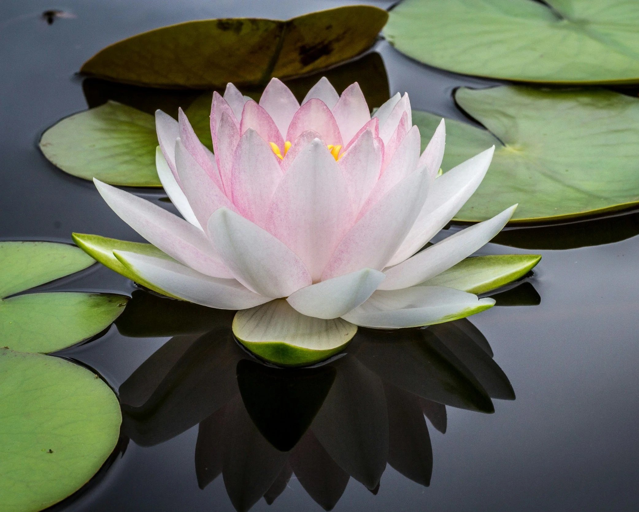 Eine weiße und pinkfarbene Seerose schwimmt auf dunklem Wasser, umgeben von grünen Wasserlilienblättern.