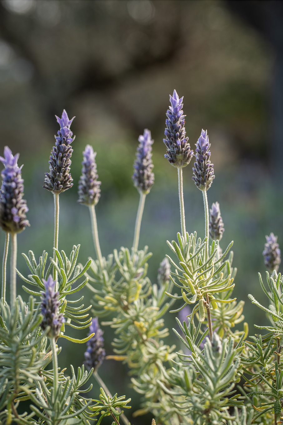 Close-up of lavender flowers with purple spikes and green leaves, blurred background.