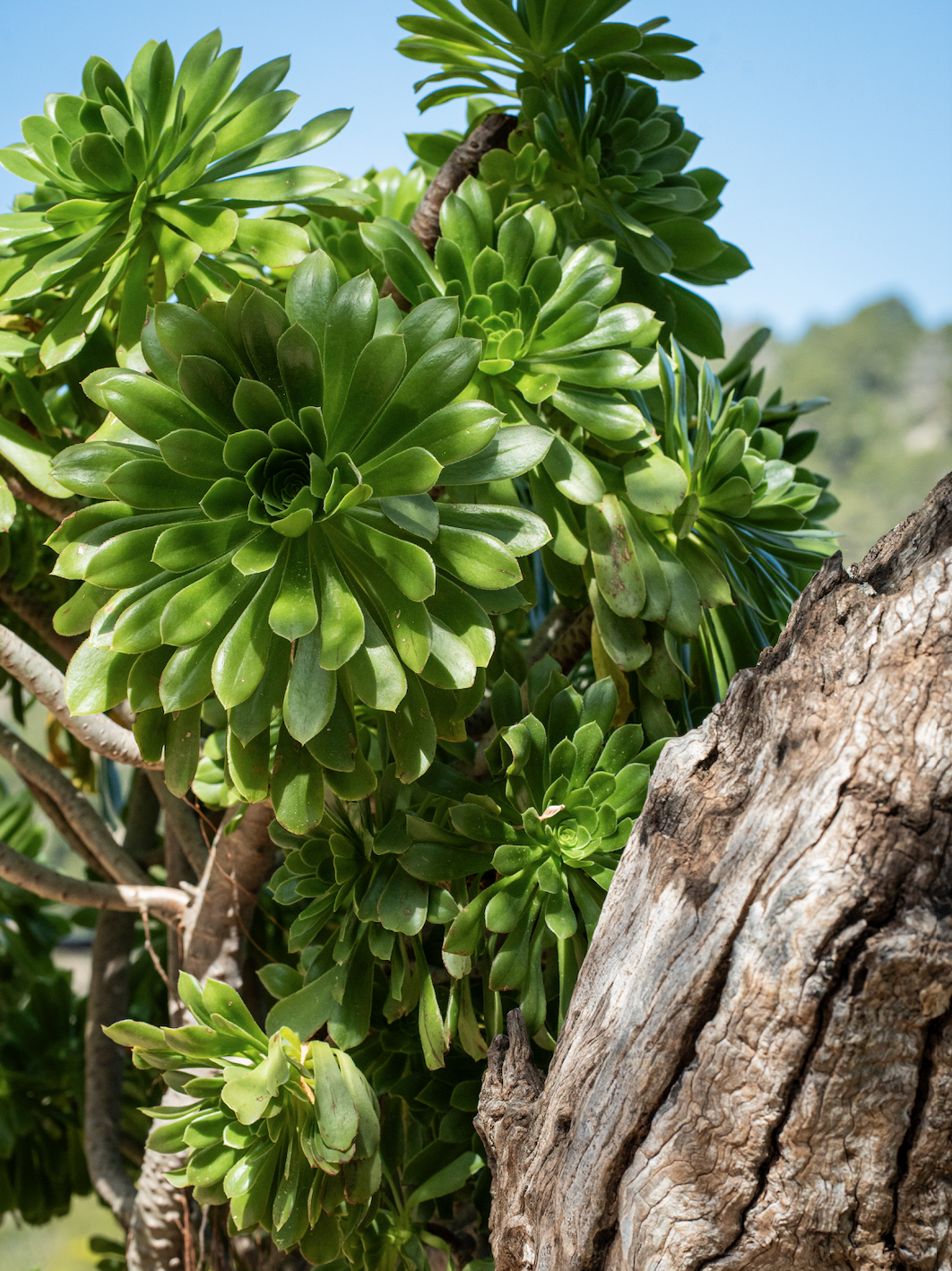 Close-up of green succulent plants growing on a tree trunk, with a background of blue sky and distant hills.