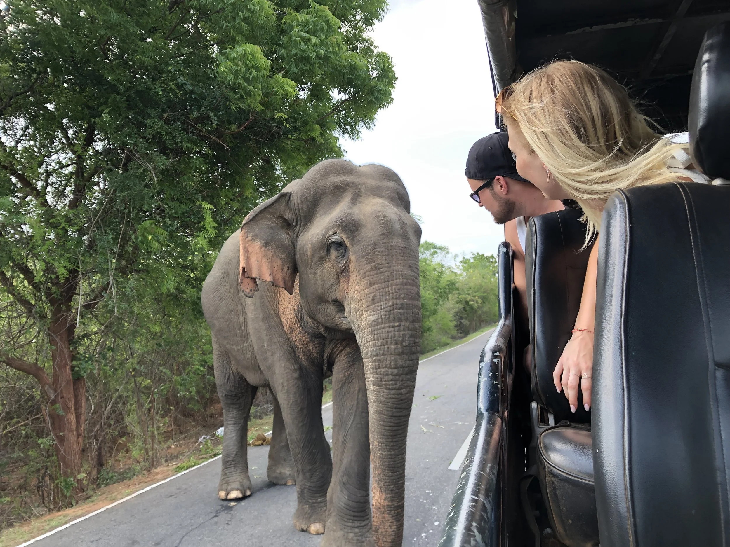 An elephant approaching a group of people on a safari vehicle along a roadway, surrounded by green trees.