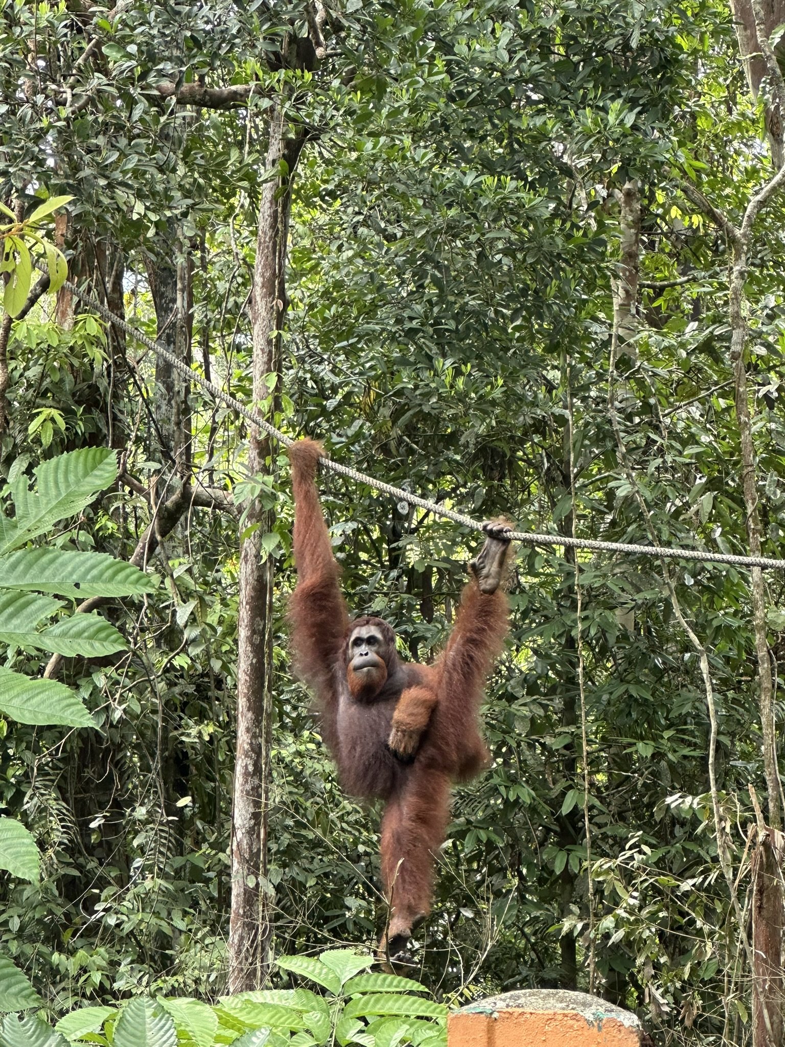 Borneo
