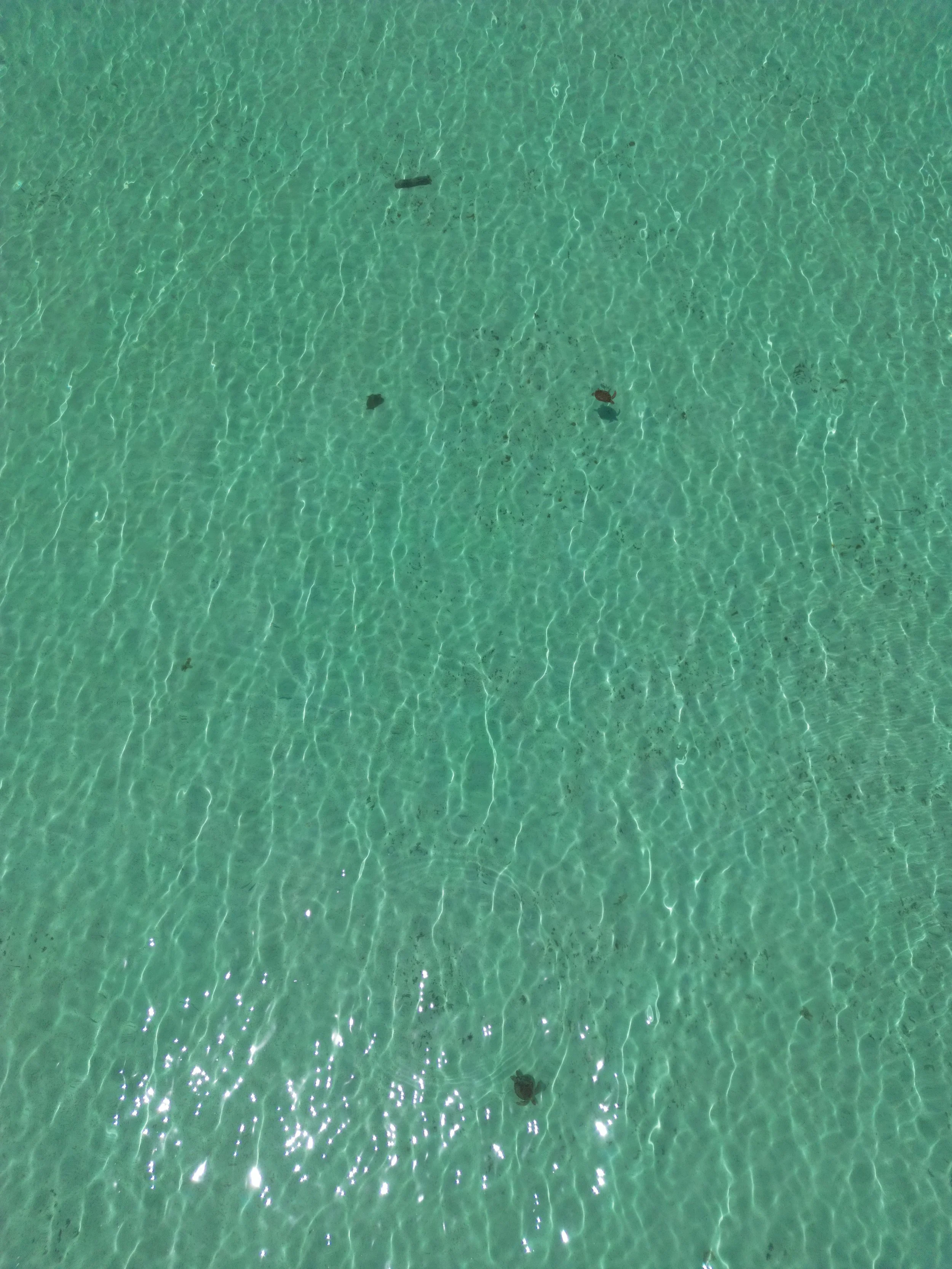 3 turtles in 1 picture from above