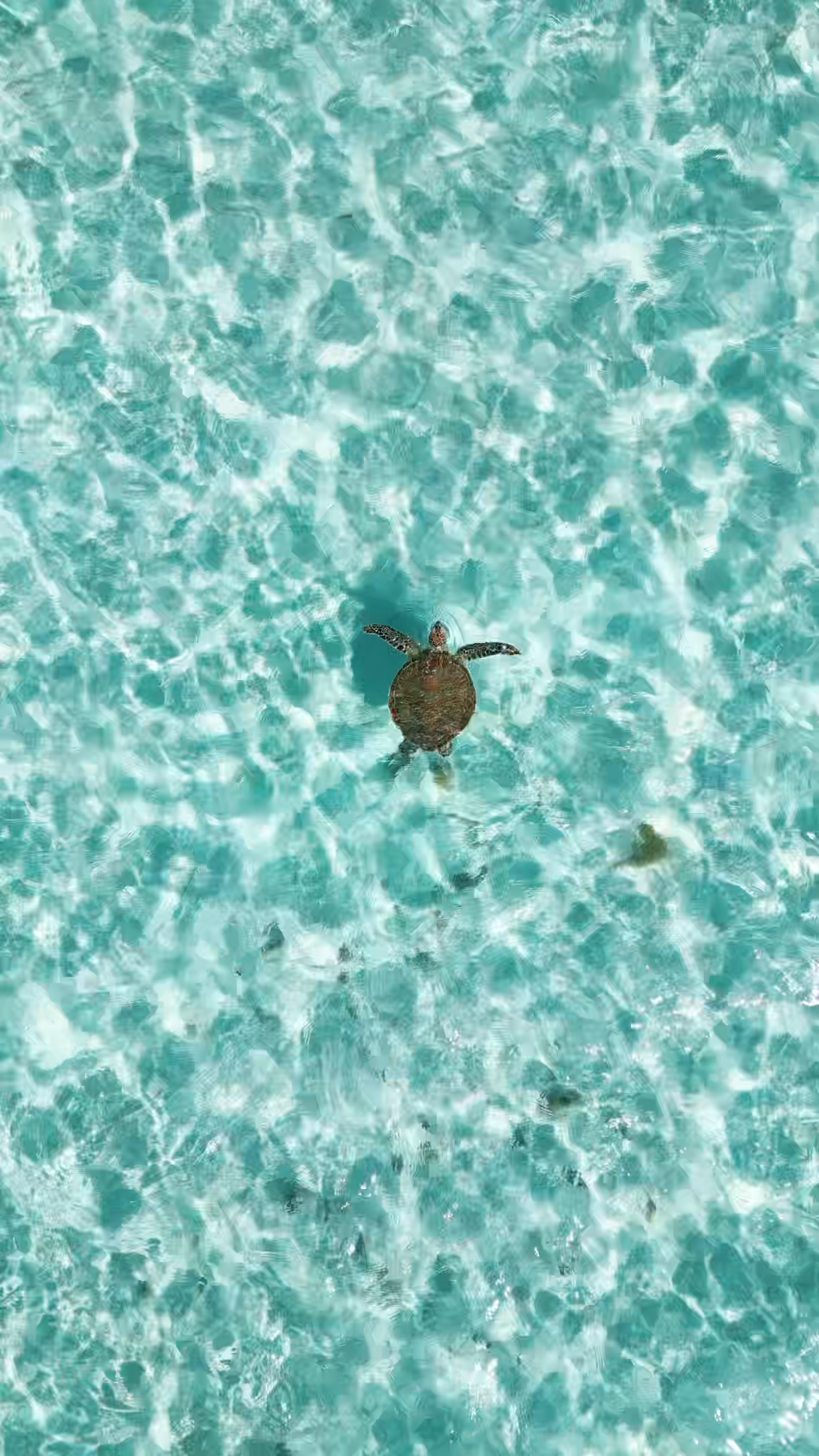 Spotted countless turtles from above