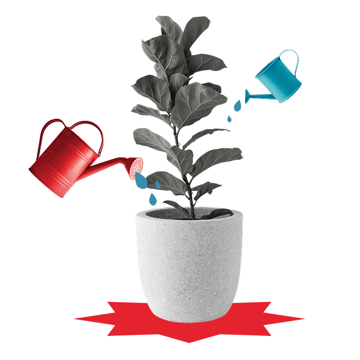 Plant being watered, representing growth through Spoko HUB fundraising resources