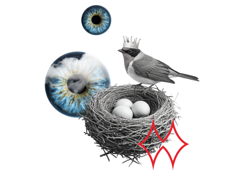 Bird in a nest symbolizing Spoko HUB sustaining people, not just projects