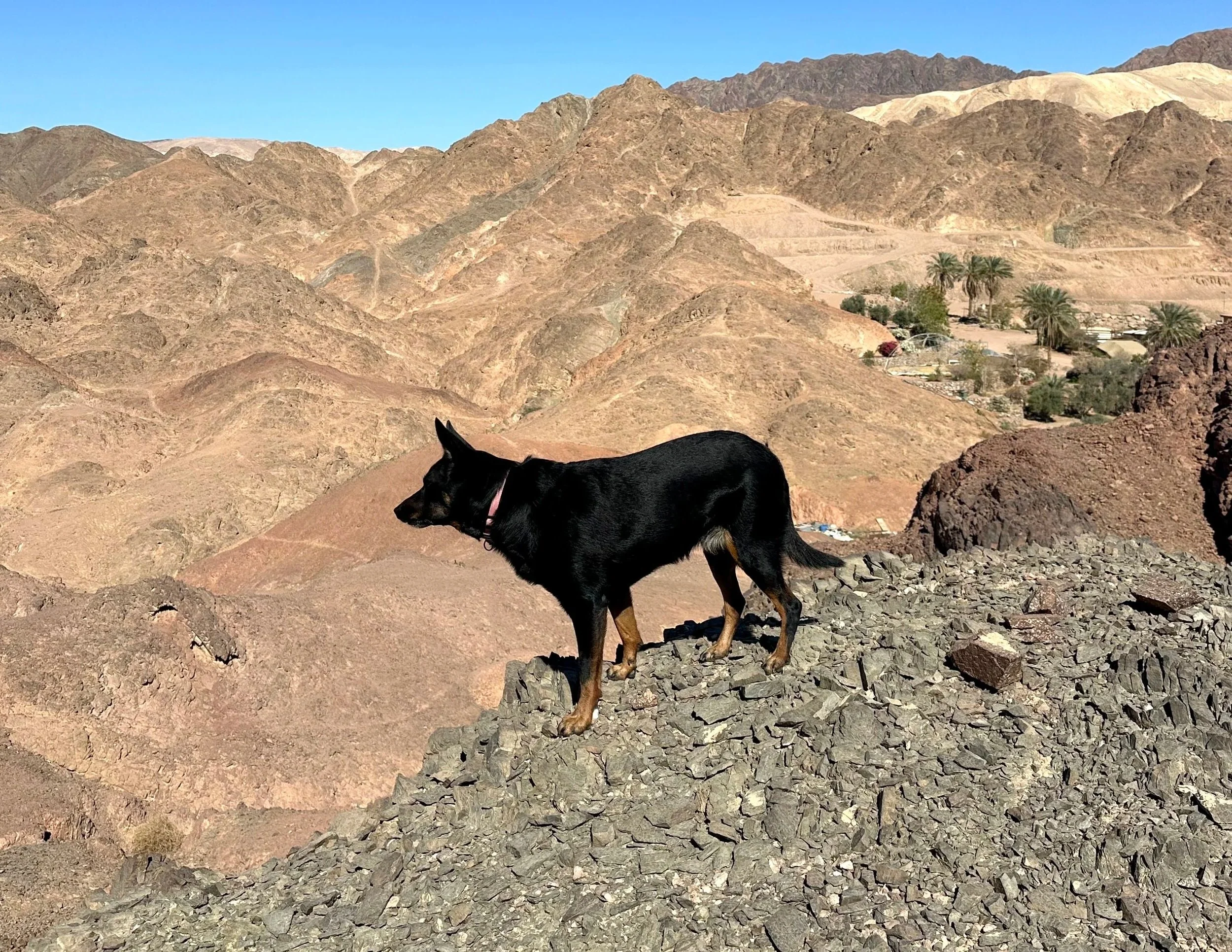 Black and brown dog standing on rocky terrain overlooking desert mountains, with palm trees and small buildings in the distance under a clear blue sky.