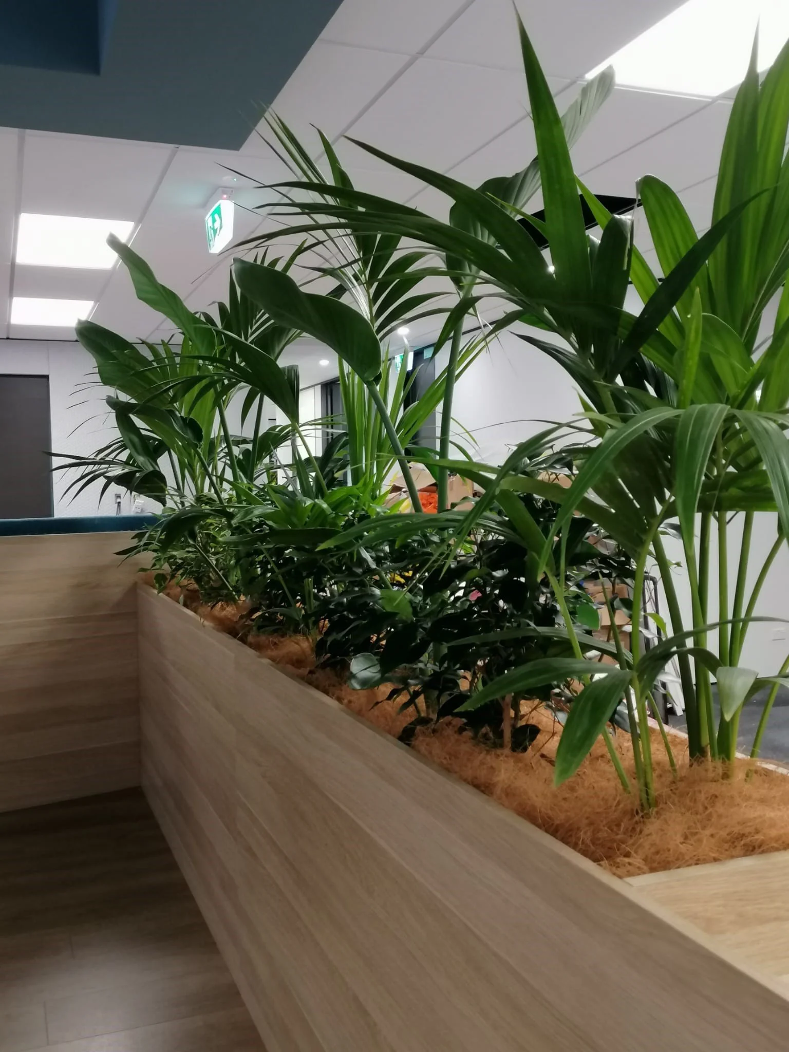 Plante verte dans un grand pot en bois dans un environnement intérieur moderne avec plafond blanc, éclairage intégré, et panneau de sortie de secours en arrière-plan.