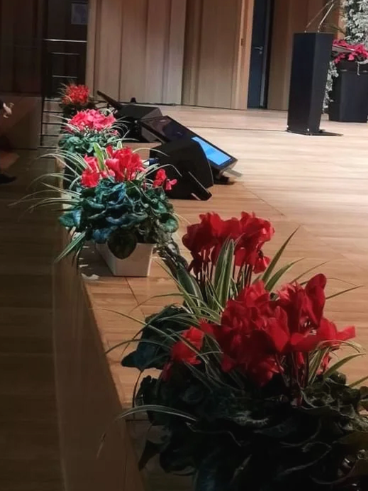 Fleurs de cyclamen rouges et roses en pot, décorant le bord d'une scène en bois avec des haut-parleurs et un micro à côté.